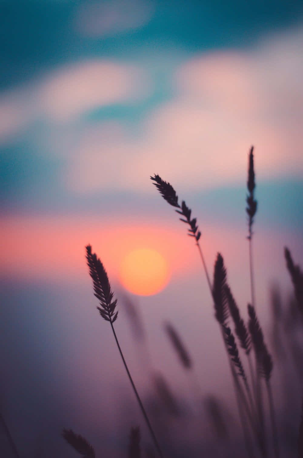 Sunset Photography 桌布 壁紙 — 剪影的草在柔和漸變的天空下輕輕搖曳，天空閃耀著橙、粉紅和藍色的日落色調。