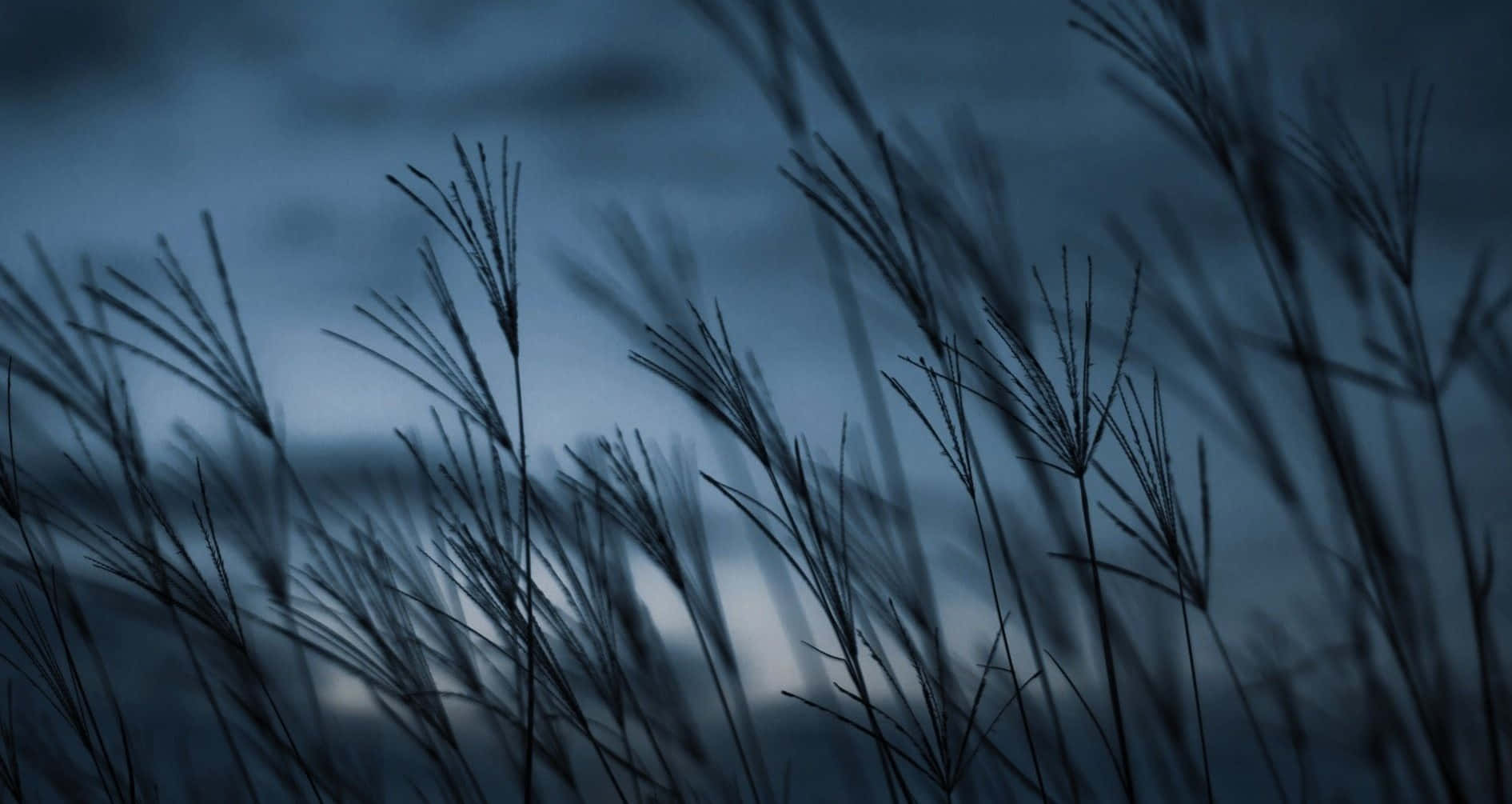 Wind 桌布 壁紙 — 剪影的草在柔和藍色和灰色色調的憂鬱暮色天空中輕輕搖曳。