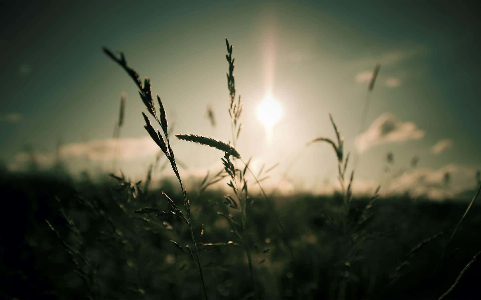 Focus 桌布 壁紙 — 剪影的草在溫暖的夕陽映照下，在柔和模糊的田野上輕輕搖曳。