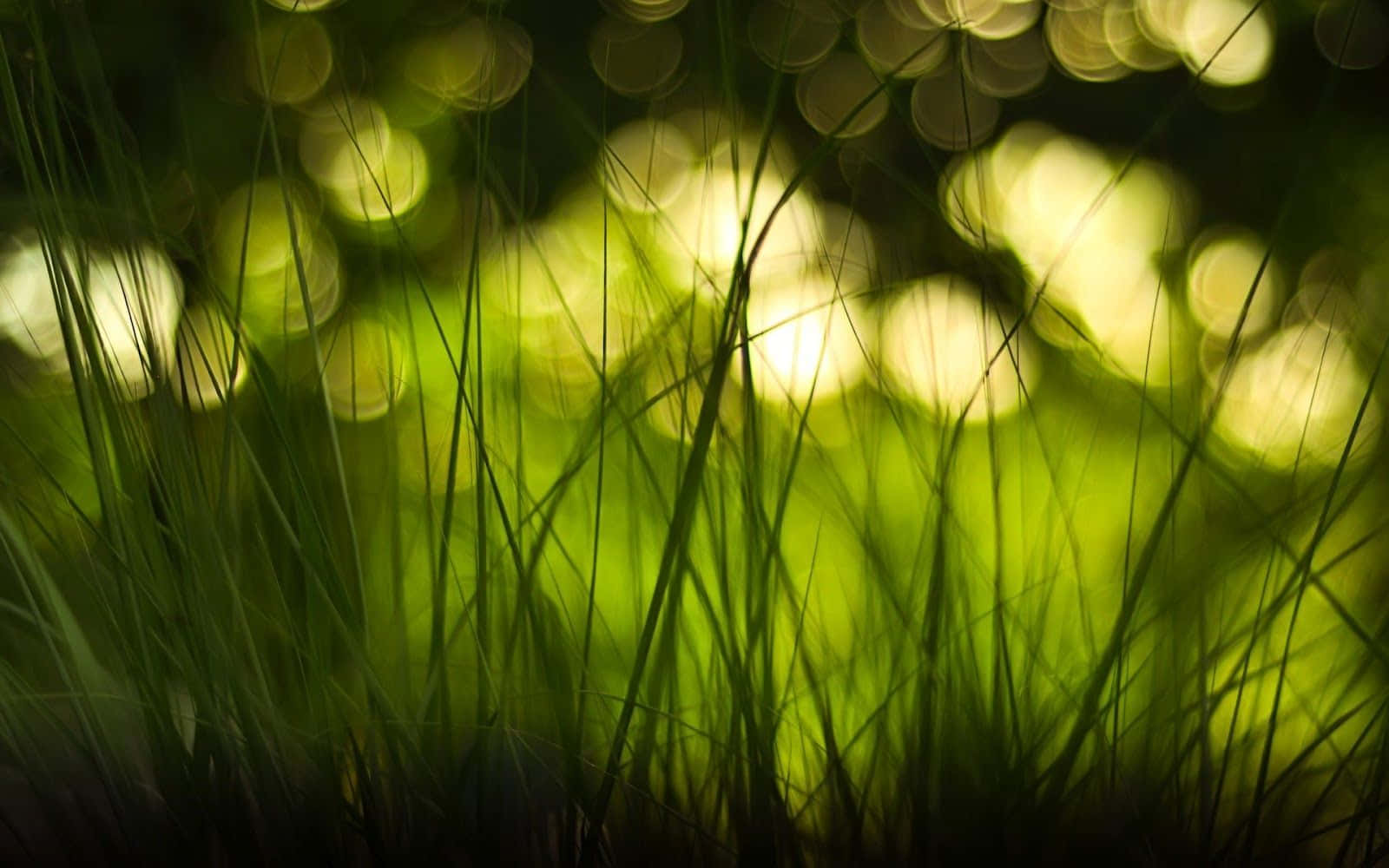 Nature Blur 桌布 壁紙 — 剪影的草葉框住了陽光斑駁的森林地面上閃爍的金色散景燈光。