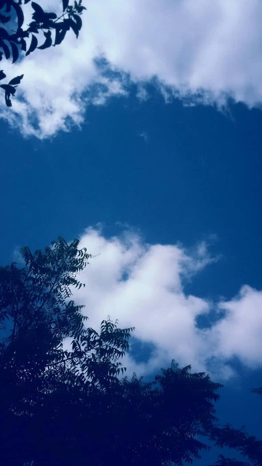 藍天 桌布 壁紙 — 剪影般的樹枝框住了一片充滿蓬鬆白雲的鮮豔藍天。