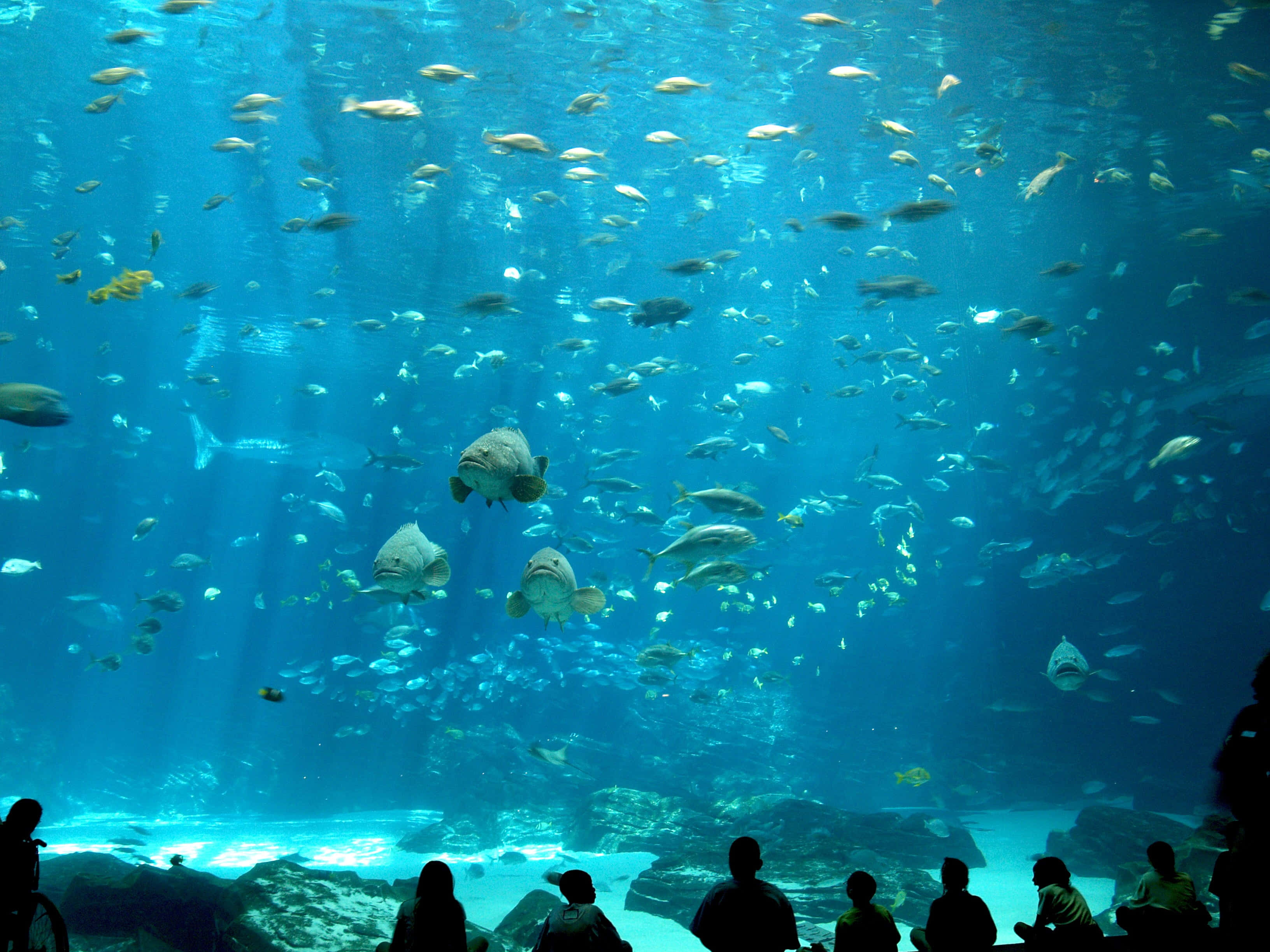 水族箱 桌布 壁紙 — 剪影般的訪客仰望一個巨大的水族箱，裡面充滿了在湛藍海水中游動的魚群。