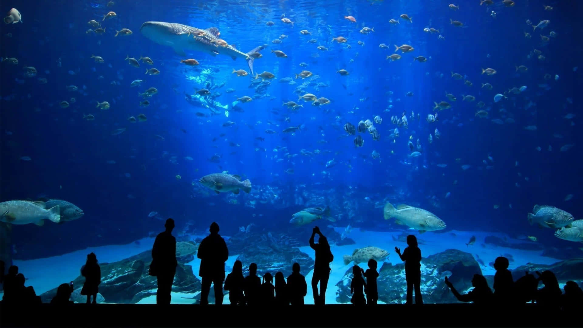 水族箱 桌布 壁紙 — 剪影般的訪客驚嘆地凝視著一個巨大的水族館，在深藍色的水下充滿了鯊魚和色彩繽紛的魚類。