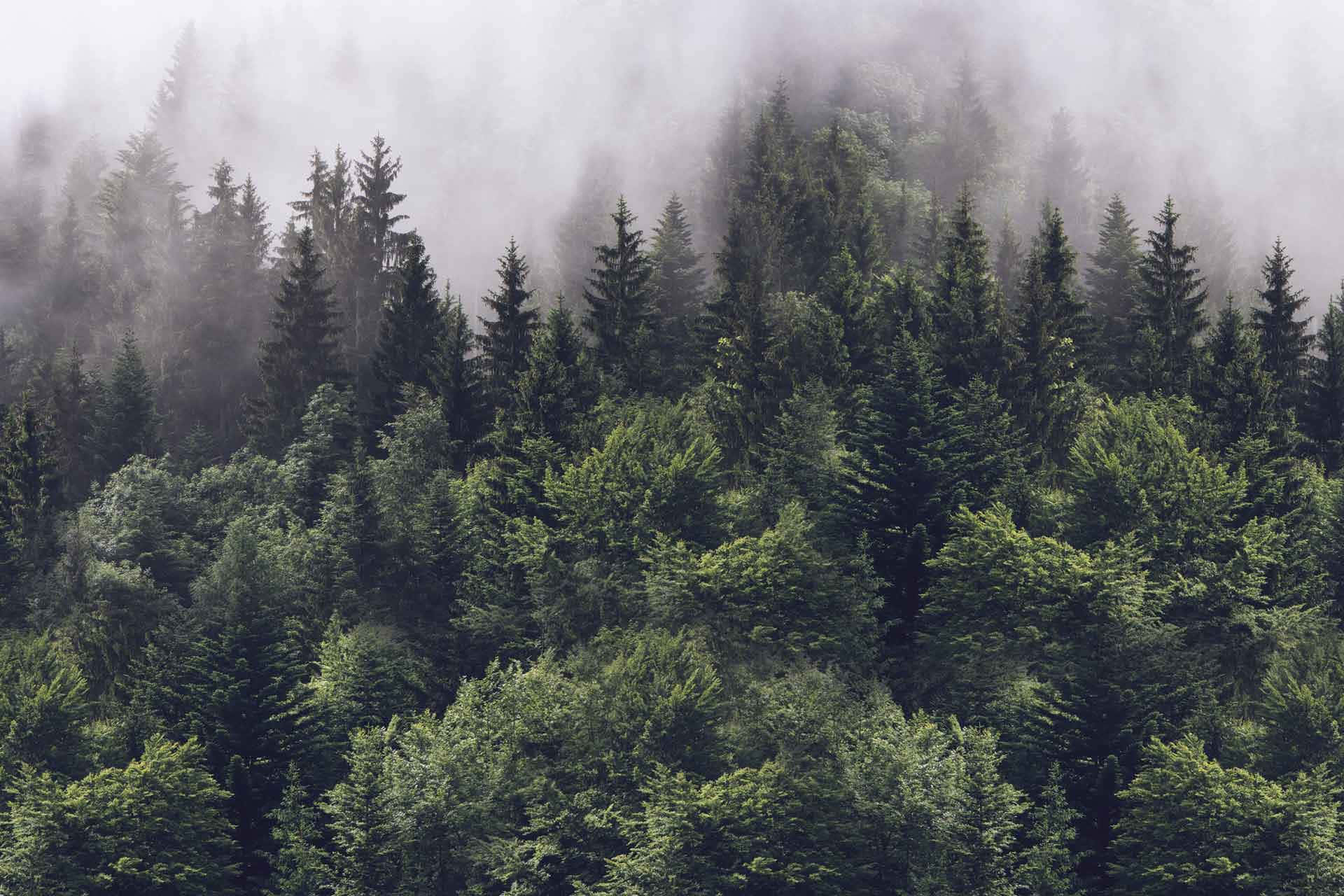 剪影霧氣松樹背景 壁紙 — 一片茂密的常綠樹林籠罩在迷霧中，柔和散射的光線穿過樹冠。