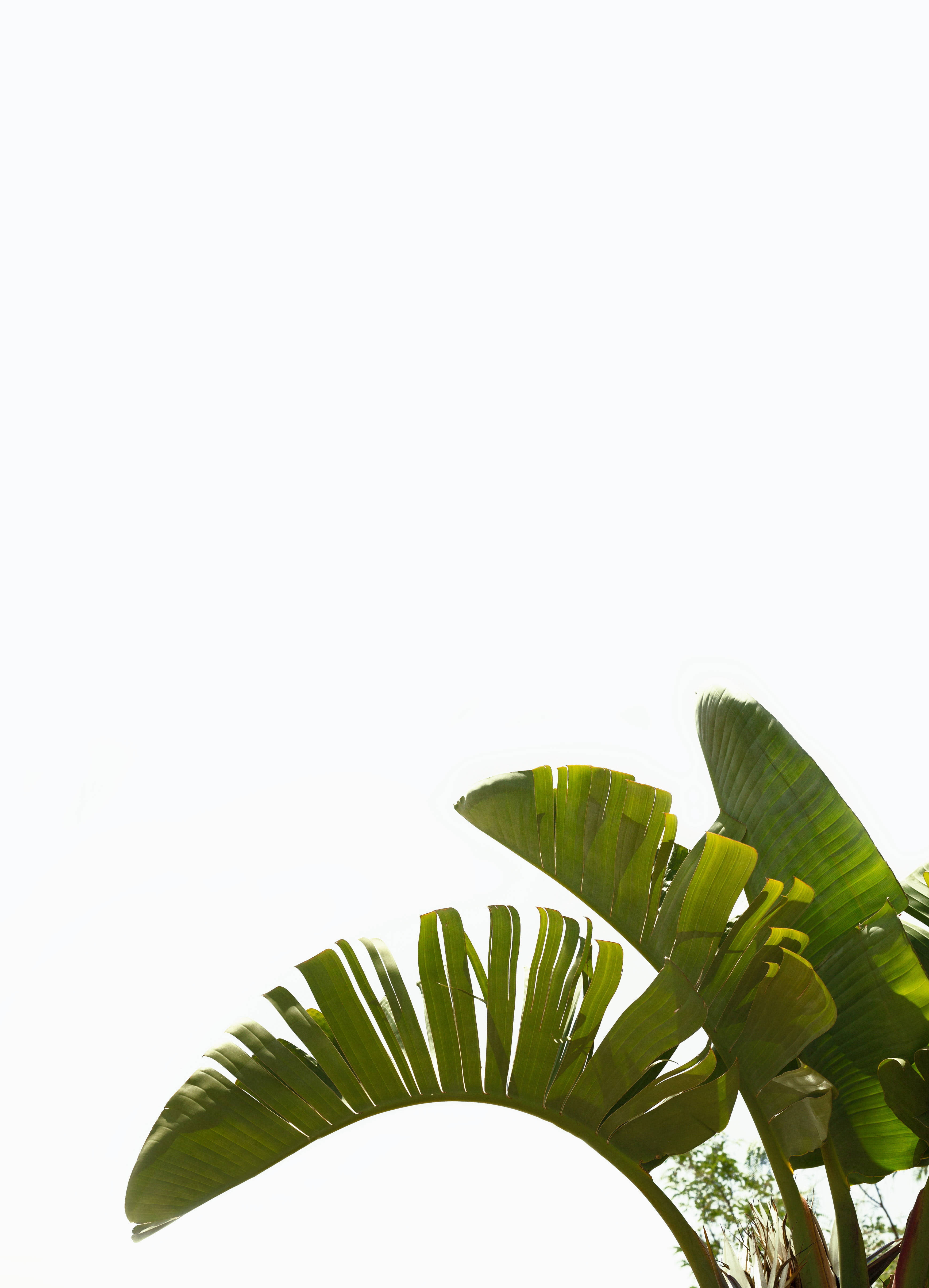 植物美學 桌布 壁紙 — 剪影香蕉葉在明亮的白色天空下優雅地彎曲，構成極簡熱帶風格。