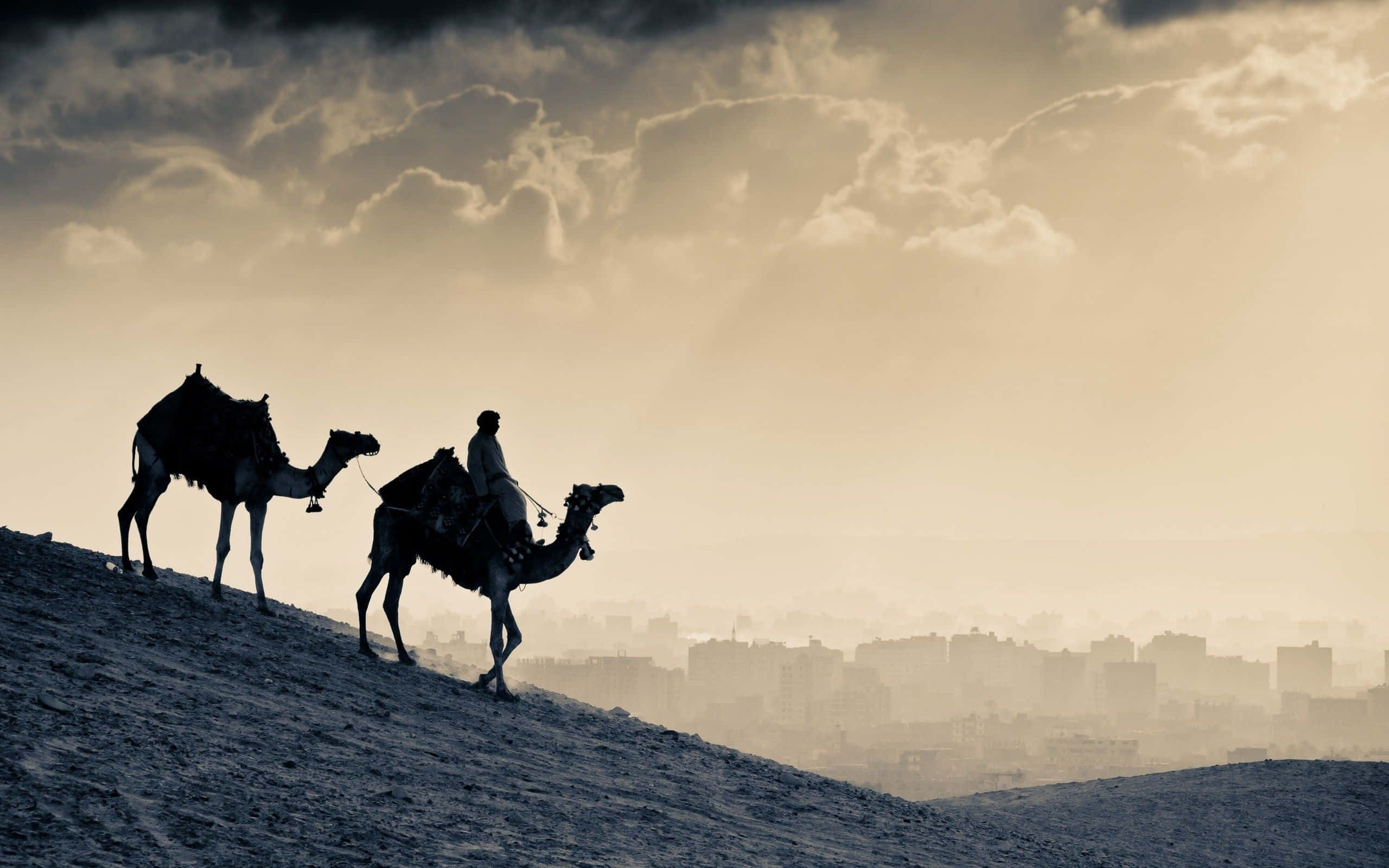 Egypt 桌布 壁紙 — 剪影駱駝和騎手穿越沙漠沙丘，朦朧的城市景觀在戲劇性的金色天空下閃耀。