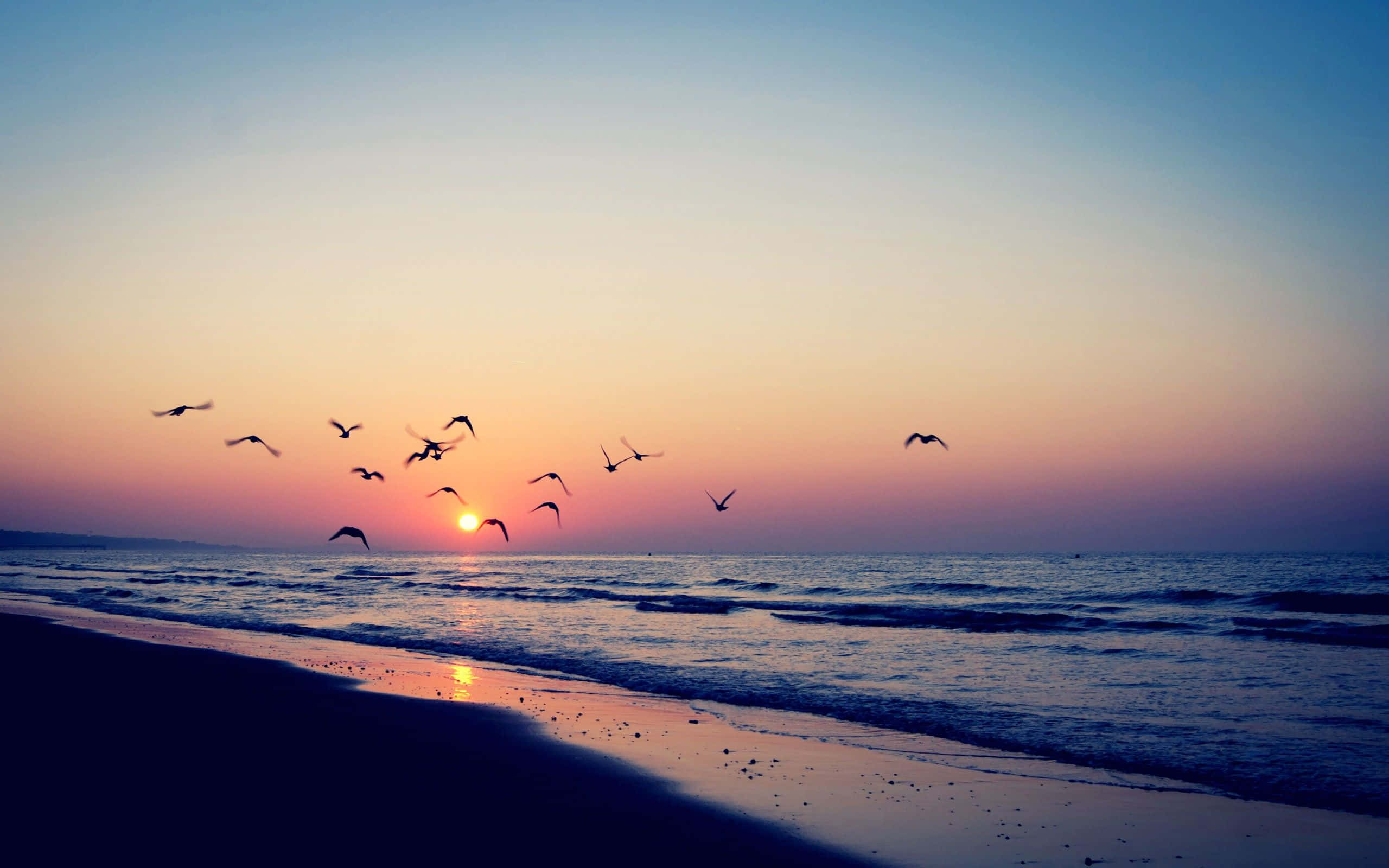 Aesthetic Beach 桌布 壁紙 — 剪影鳥兒在寧靜的海灘上空翱翔，夕陽以溫暖色調沉入海洋地平線。