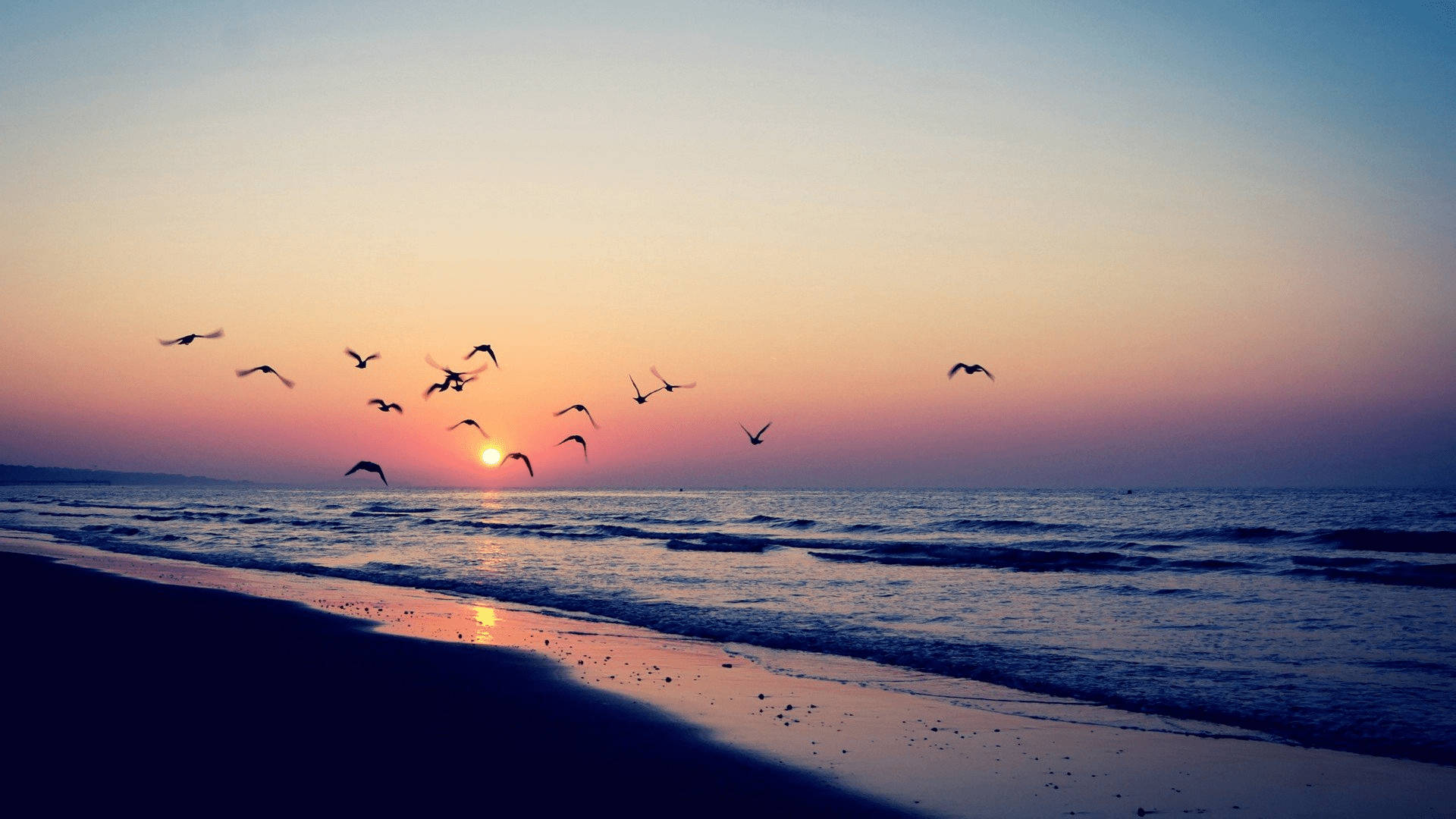 Aesthetic Sunset 桌布 壁紙 — 剪影鳥兒在寧靜的海灘上空翱翔，夕陽以溫暖色調沉入海洋地平線。