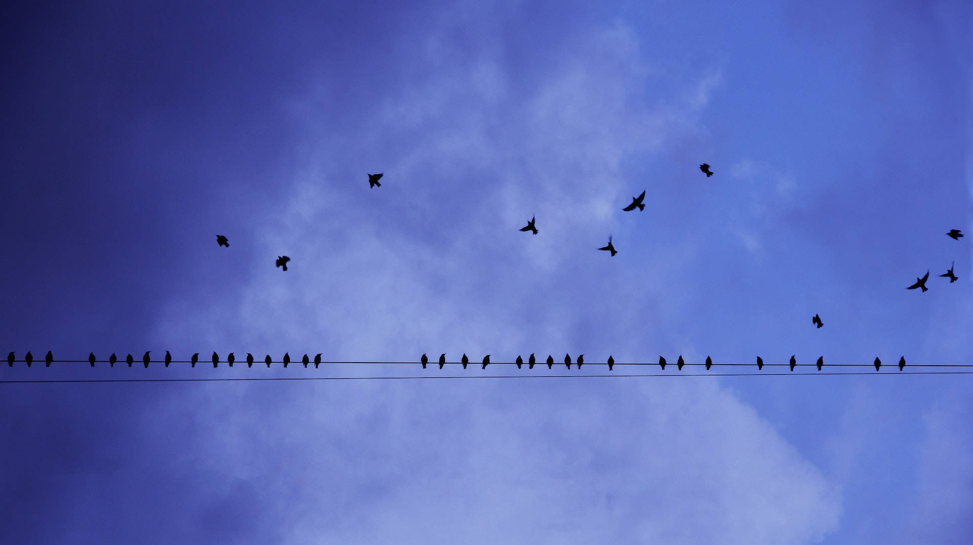 birds 桌布 壁紙 — 剪影鳥兒棲息在電線上，背景是深藍色的暮色天空，散佈著雲朵。