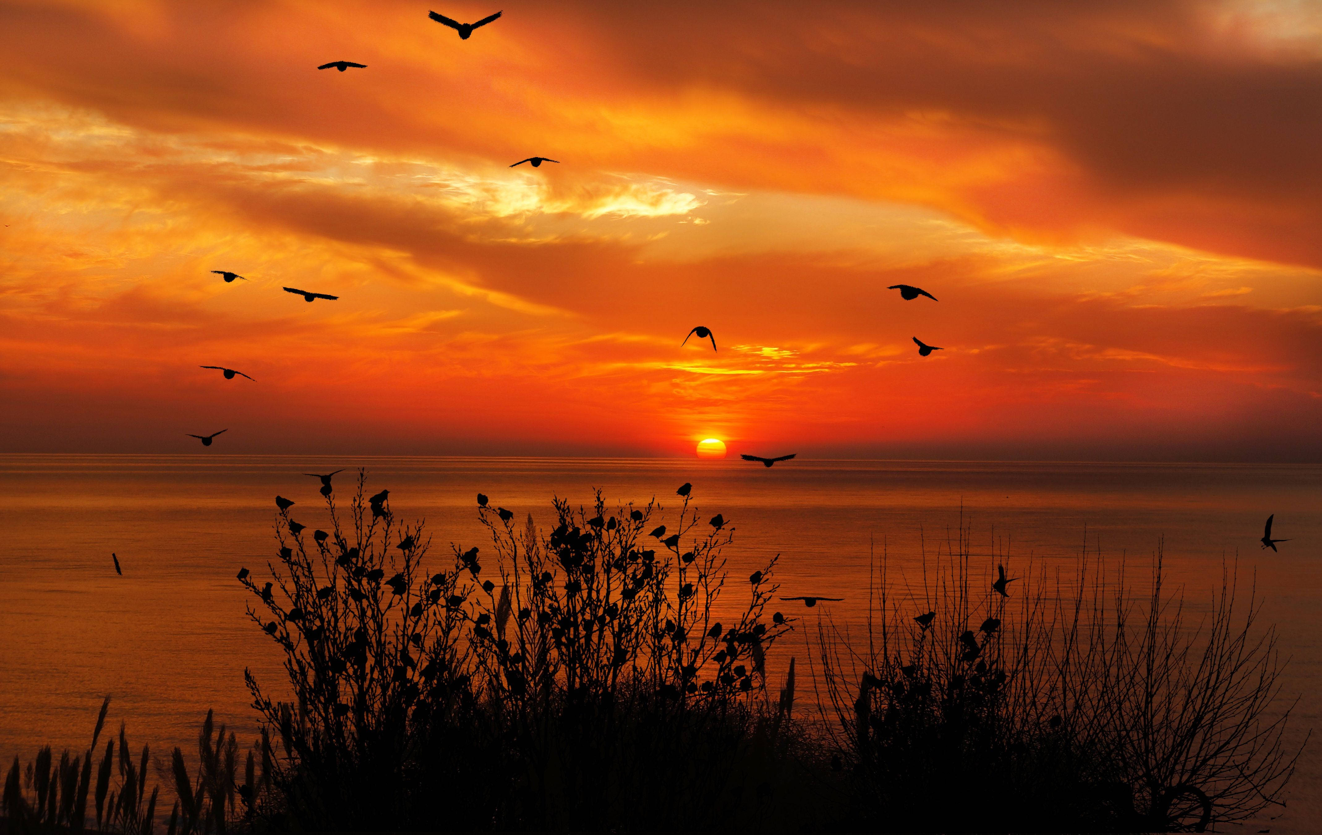 birds 桌布 壁紙 — 剪影鳥群在平靜的海面上飛越火熱的橙色日落，前景有深色蘆葦。