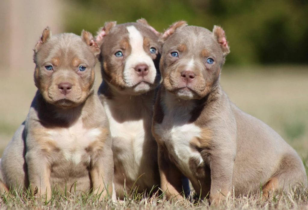 剪耳鬥牛犬幼犬 壁紙 — 三隻可愛的藍眼睛比特犬幼犬，灰色和白色的毛髮，一起坐在草地上，直視鏡頭。