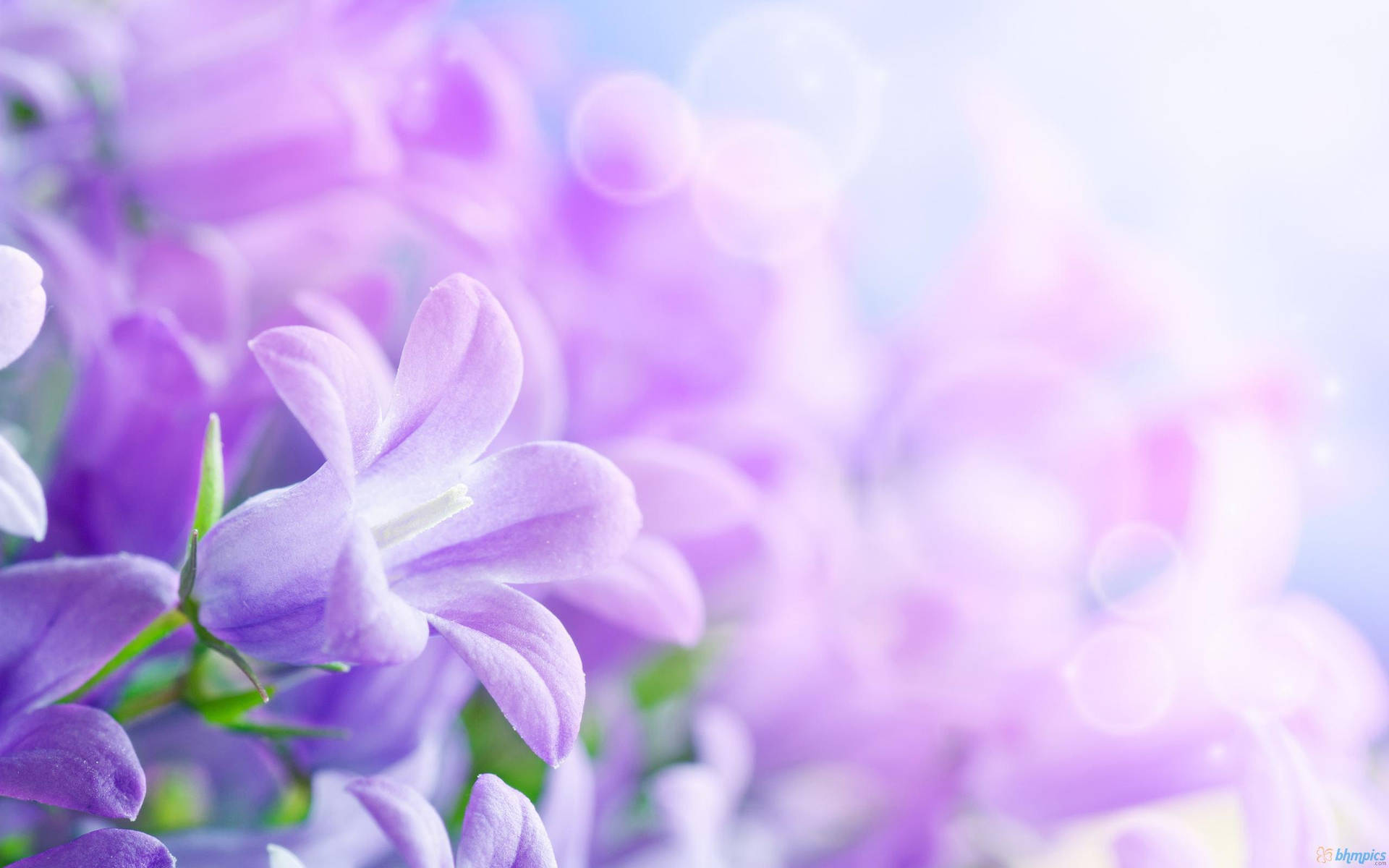 紫色風鈴花，背景柔和，光線溫柔。