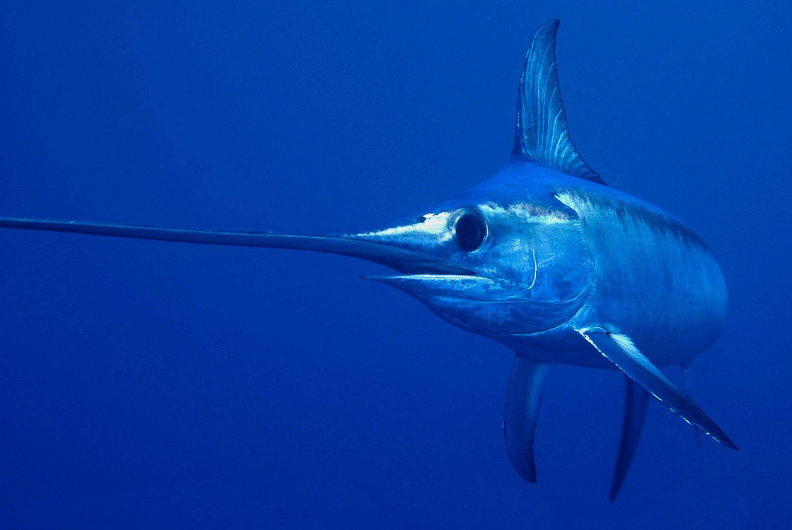 劍魚海洋攝影 壁紙 — 一條流線型的馬林魚在深藍色海水中滑行，長而尖的喙和背鰭清晰可見。