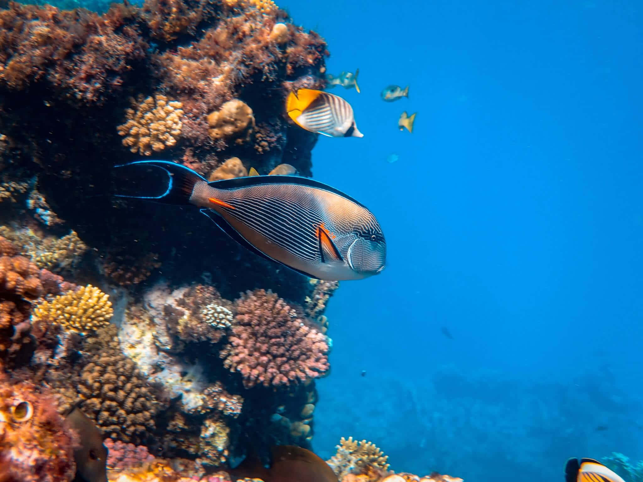 加勒比海沿岸色彩繽紛的珊瑚礁 壁紙 — 一個充滿活力的珊瑚礁，色彩繽紛的魚群在清澈的藍色海水中游動。