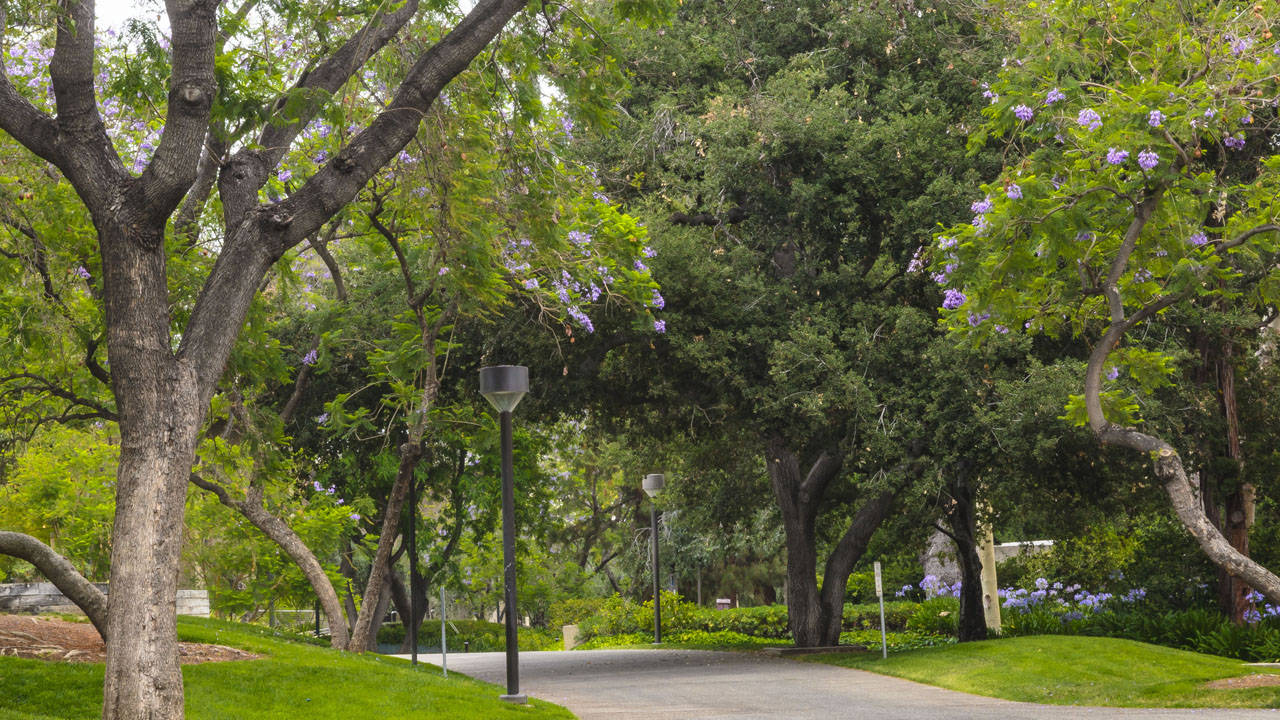 一條鋪砌小徑蜿蜒穿過綠色公園，有盛開的紫色樹木和路燈。