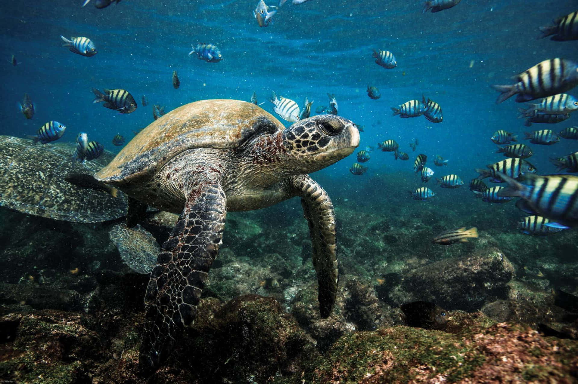 海龜在海底珊瑚礁附近的條紋魚群中游泳。