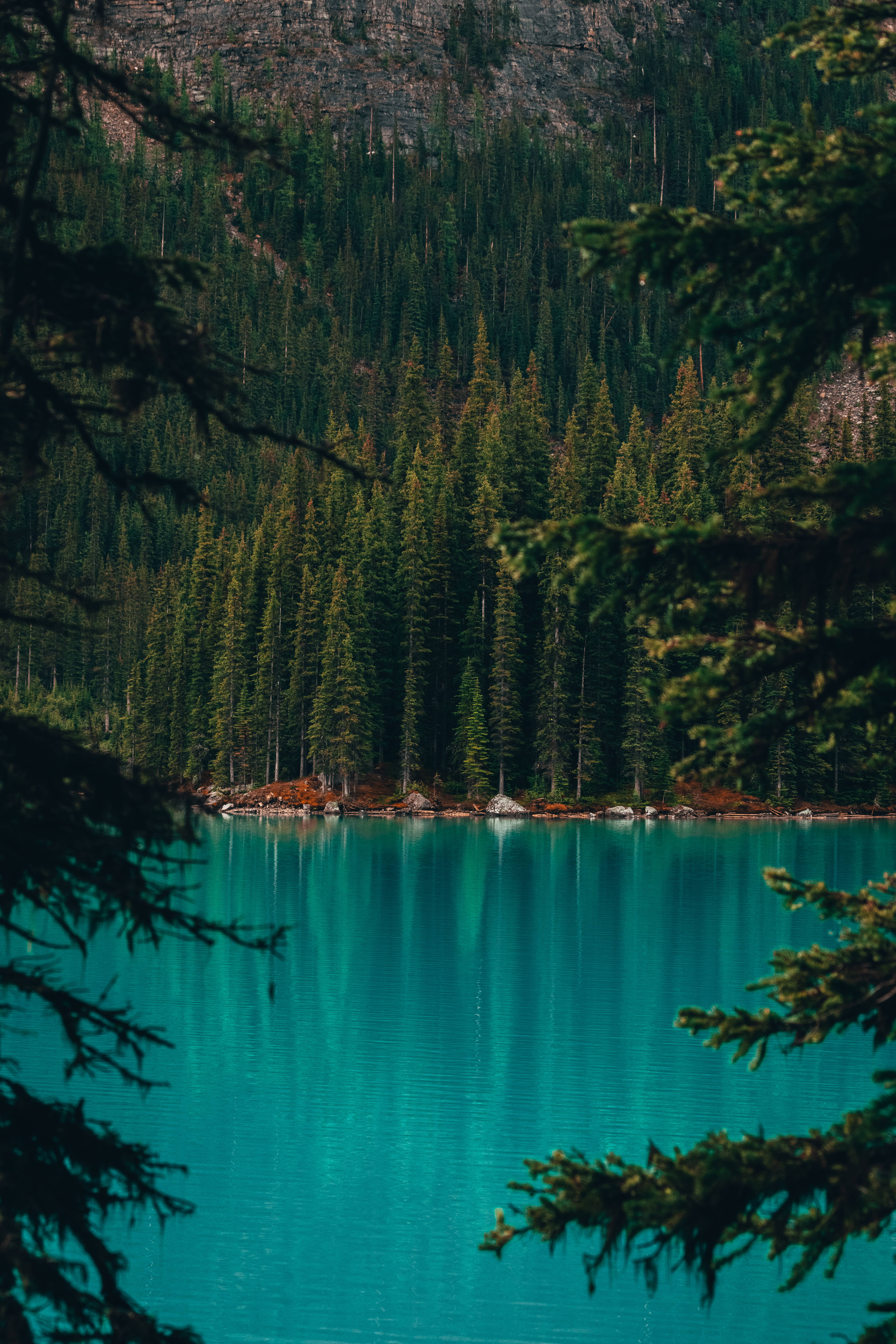 加拿大路易斯湖藍色美景 iPhone 壁紙 — 一個寧靜的藍綠色湖泊，被深色松樹枝框住，倒映出茂密的森林和岩石山腰。