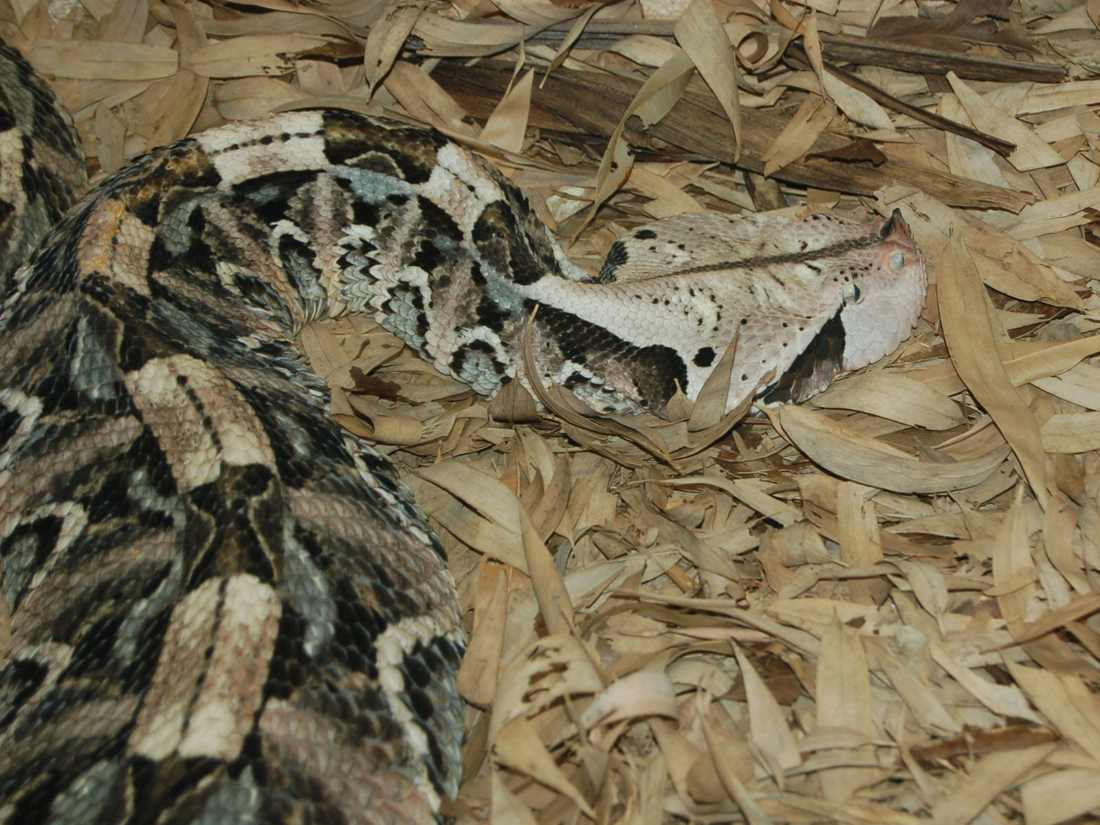 加蓬蝰蛇於河岸動物園與花園 壁紙 — 角蝰蛇偽裝在乾竹葉之間，帶有複雜的黑白棕圖案。