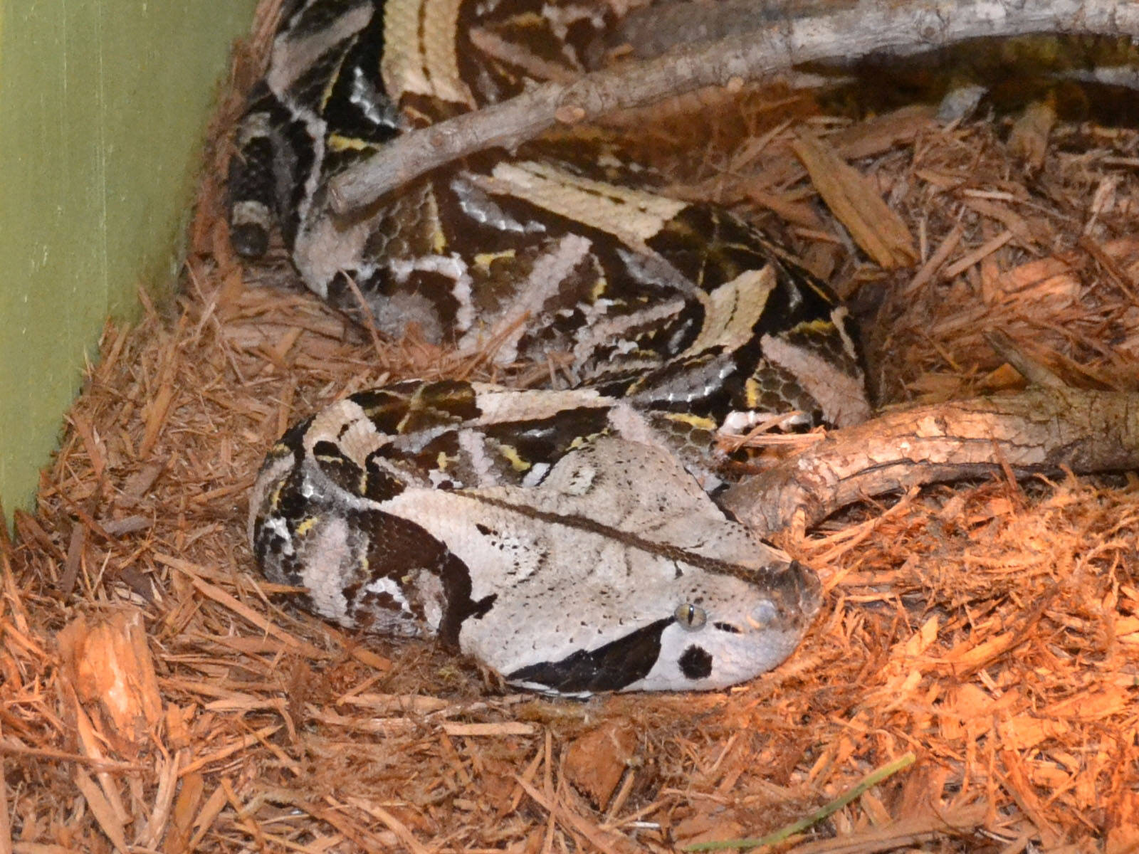 加蓬蝰蛇於阿比林動物園 壁紙 — 一條大型網紋蟒盤繞在木屑上休息，頭部抬起，靠近綠色牆壁和樹枝。