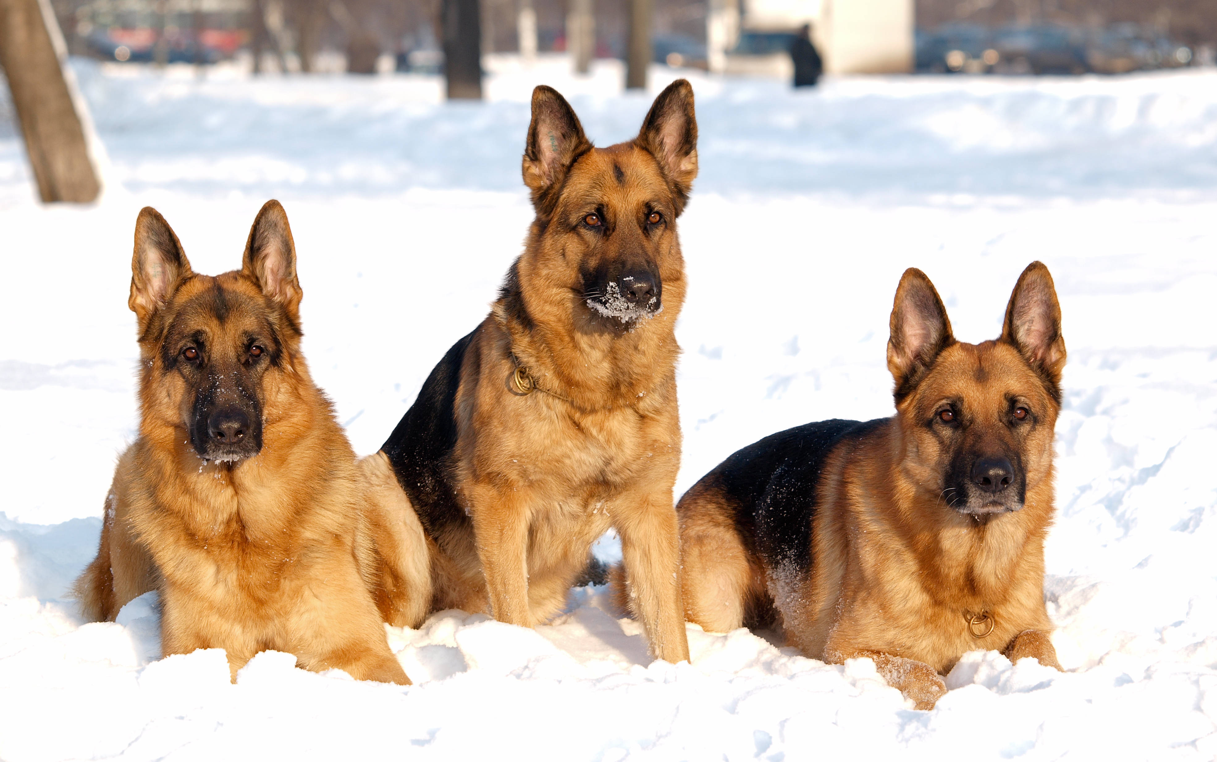 勇敢K9 德國牧羊犬隊伍 壁紙 — 三隻德國牧羊犬在明亮的雪中警覺地坐著，口鼻上有霜，在晴朗的冬日陽光下。