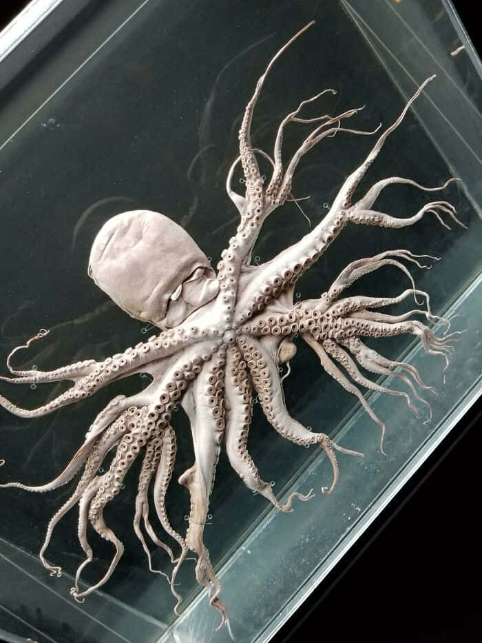 勇敢潛入未知海洋的詭異深處 壁紙 — 一個保存完好的章魚標本，帶有詳細的吸盤，攤開在黑暗水箱中的玻璃表面上。