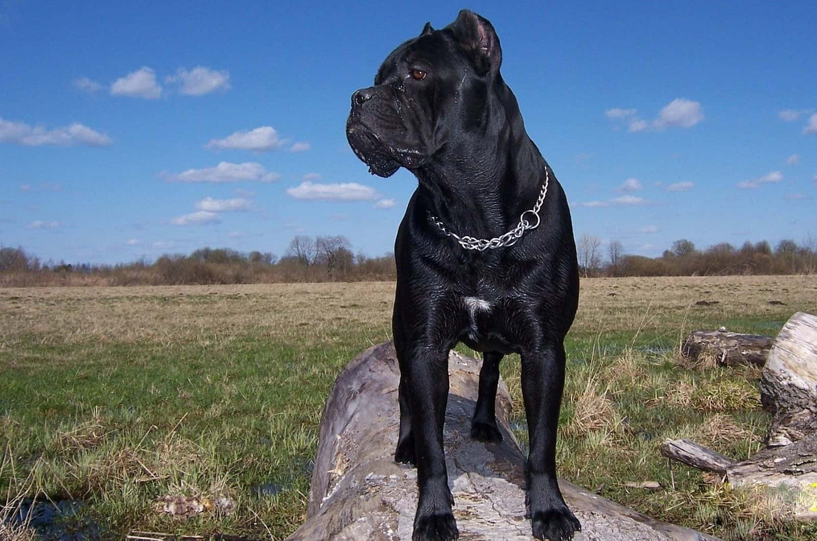 黑色卡斯羅犬站在草地田野的木頭上，藍天白雲