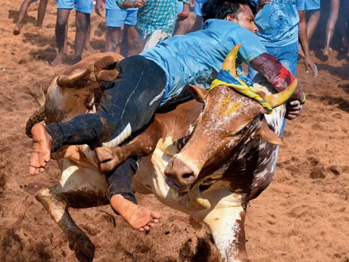 勇氣展現：男子對抗 Jallikattu 公牛 壁紙 — 一名騎手在塵土飛揚的競技場上緊抓著一頭狂跳的公牛，觀眾在場邊觀看。