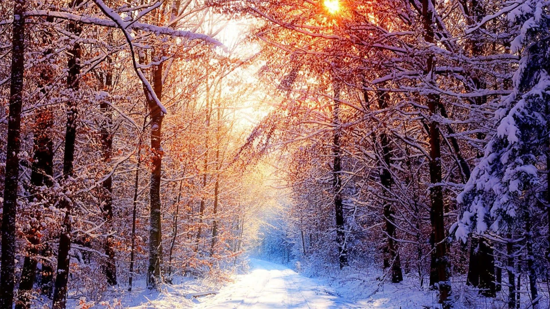 動感藝術全高清背景 壁紙 — 一條被雪覆蓋的森林小徑溫暖地發光，陽光透過結霜的裸露樹枝灑落。