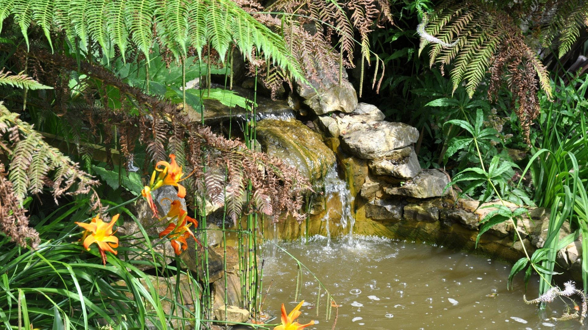 動態桌面自然風景 壁紙 — 一個寧靜的花園瀑布從長滿苔蘚的岩石上傾瀉而下，周圍環繞著茂密的蕨類植物和鮮豔的橙色花朵。