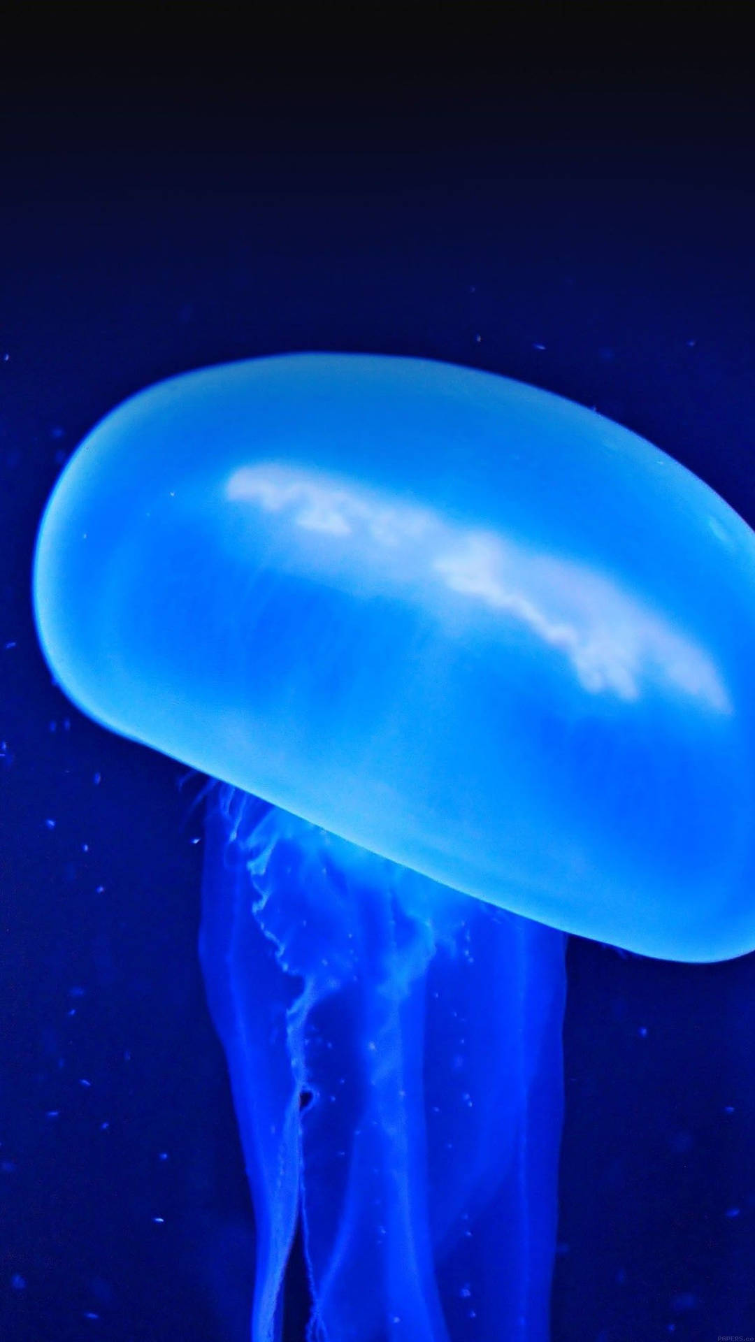 發光藍色水母在黑暗海水中漂流，帶有發光觸手。