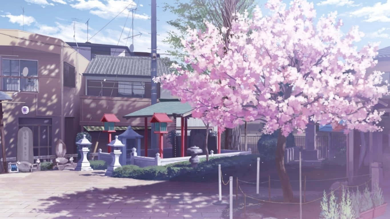 陽光明媚的日子裡，日本神社前的粉紅色櫻花樹。