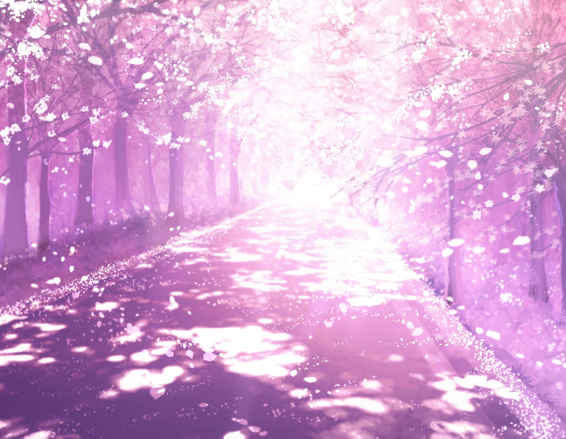 動漫櫻花樹影背景 壁紙 — 一條寧靜的小路，兩旁開滿了盛開的櫻花樹，沐浴在柔和的粉紅色光線中，花瓣飄落。