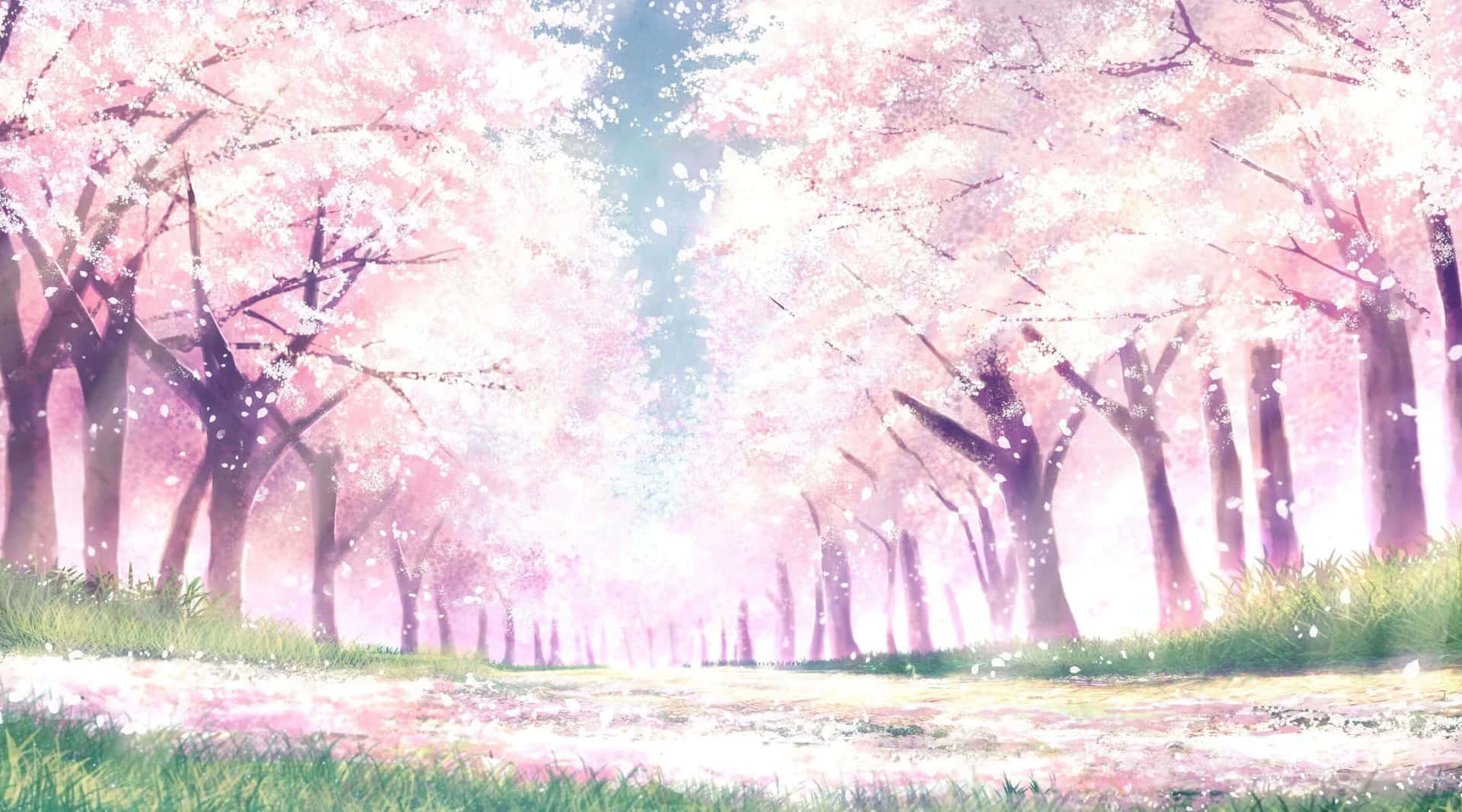 動漫櫻花綠草背景 壁紙 — 一條寧靜的動漫小徑，兩旁盛開的櫻花樹，在柔和粉紅與藍色的天空下。