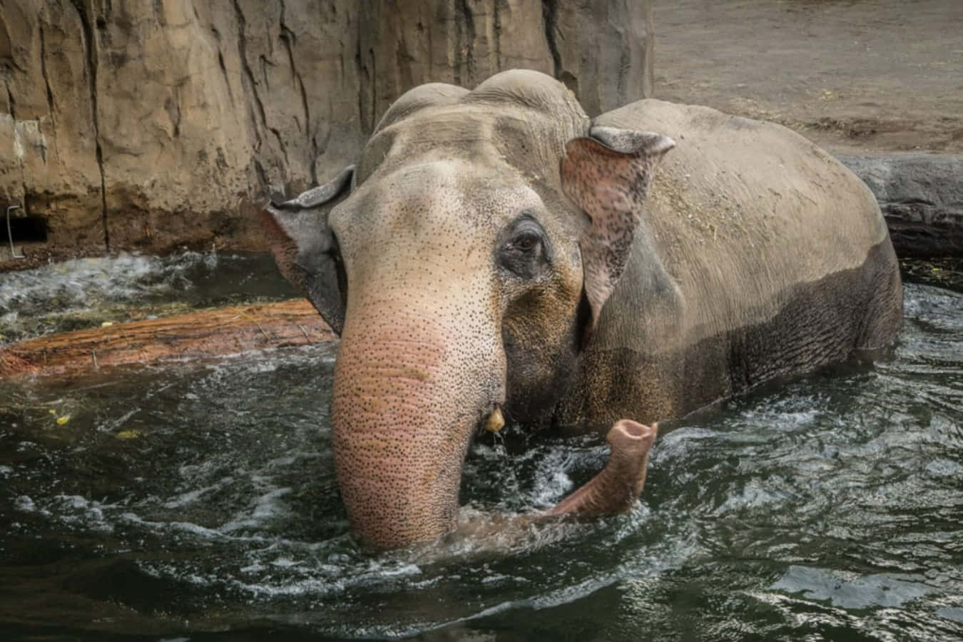 動物們在動物園裡的無限樂趣 壁紙 — 一頭大象在渾濁的水中涉水，象鼻浸沒，一隻腳抬起，周圍是岩石峭壁和圓木。