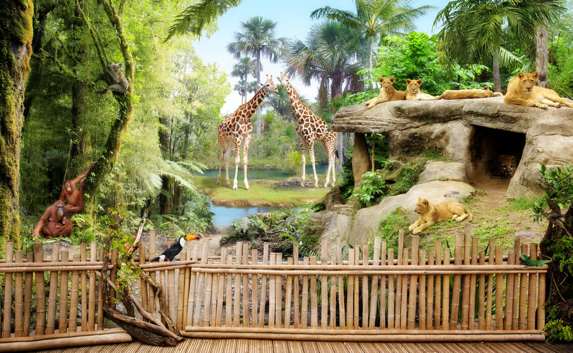 熱帶動物園圍欄，竹籬笆後面有獅子、長頸鹿和猩猩