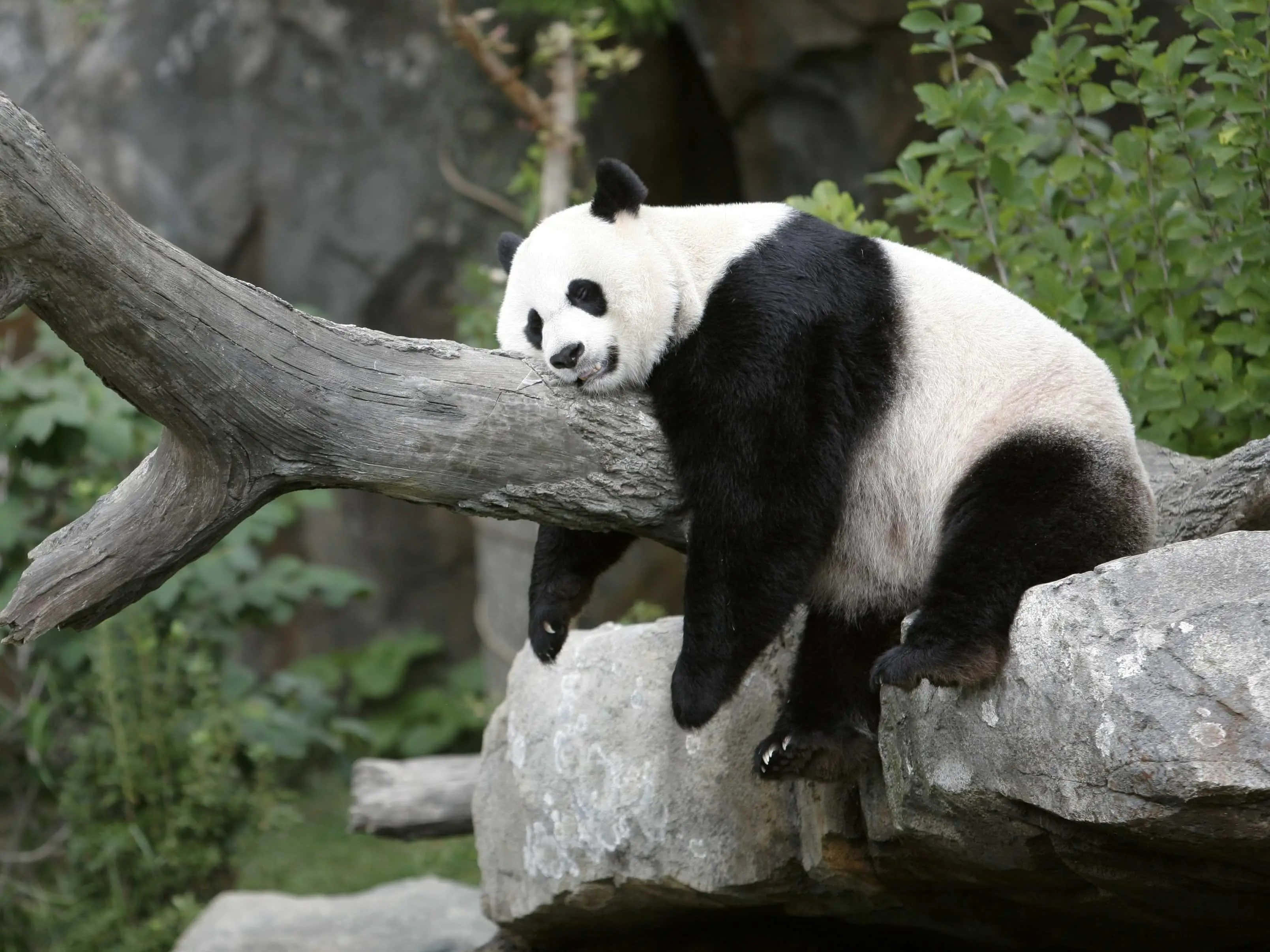 動物園內大猩猩的近距離特寫 壁紙 — 一隻大熊貓在長滿青苔的樹枝上平靜地休息，樹枝下是岩石，周圍是茂密的綠色植物。