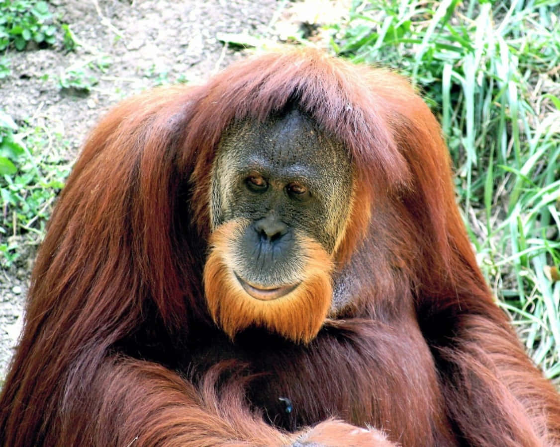 動物園內獅子們正在嬉戲 壁紙 — 一隻威嚴的猩猩近距離特寫，擁有濃密的紅棕色毛髮和若有所思的表情，坐在綠色樹葉中。
