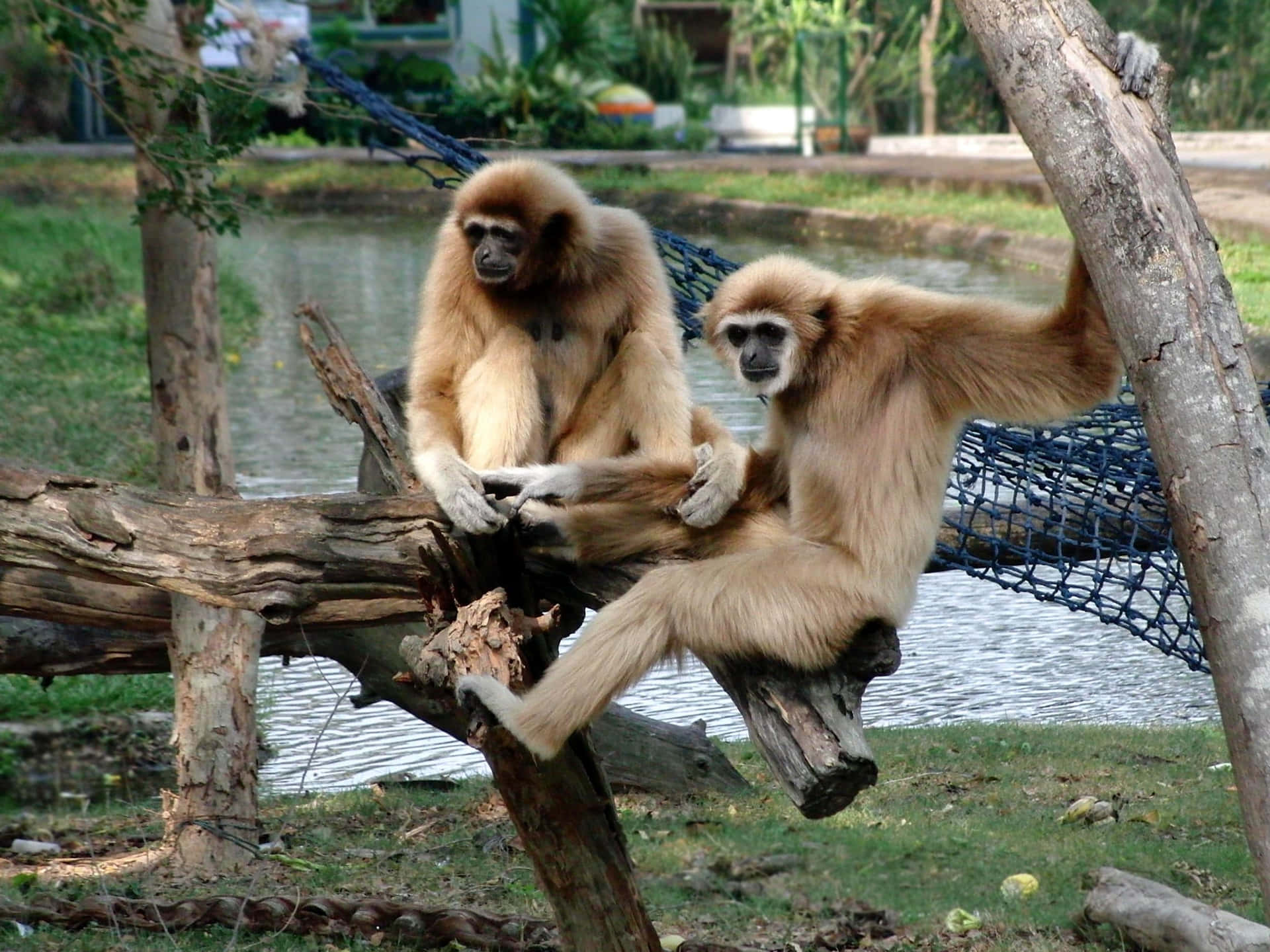 動物園圍欄內池塘附近的木頭上坐著兩隻長臂猿。
