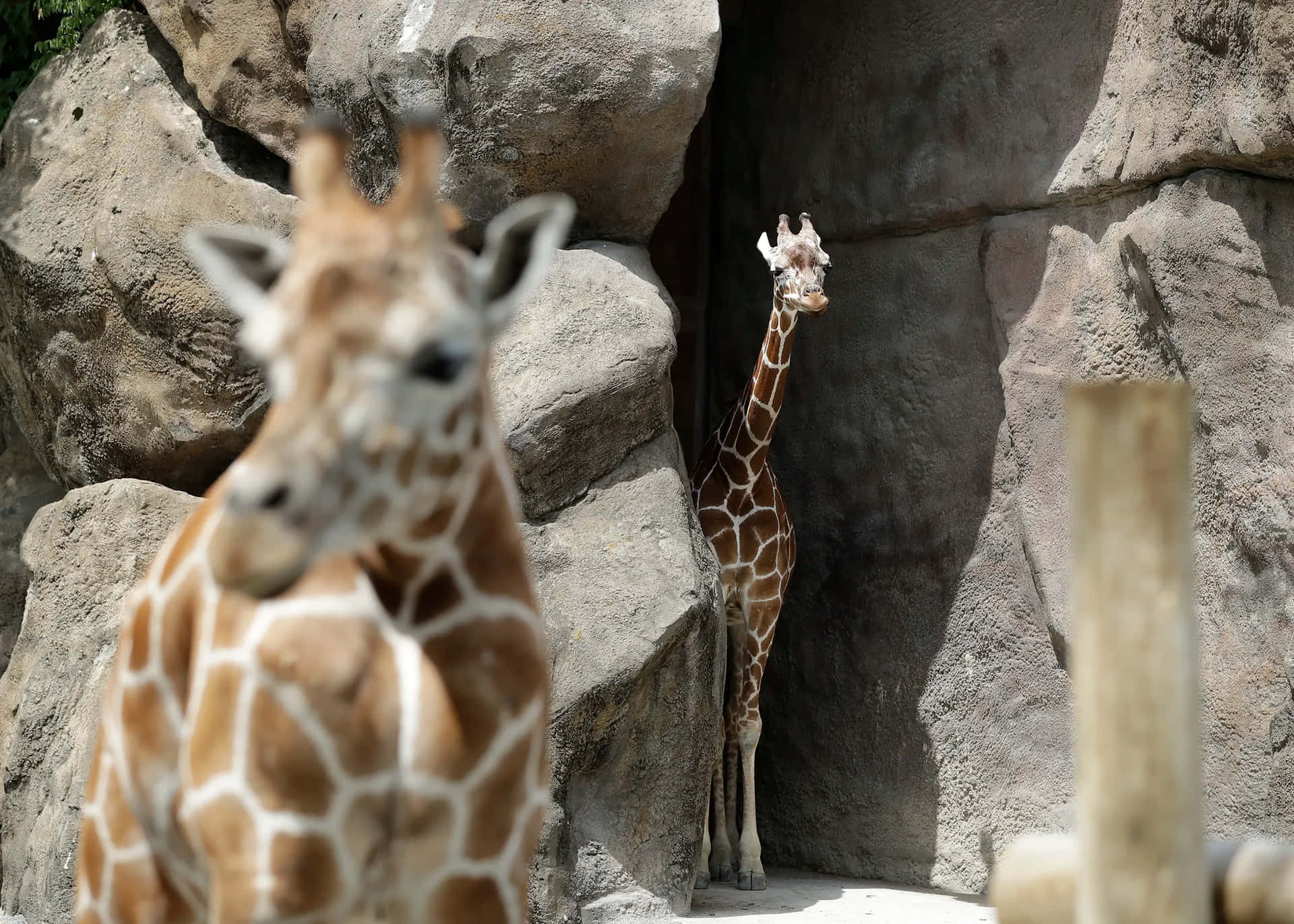 兩隻長頸鹿在岩石動物園圍欄中，一隻對焦，另一隻從石頭後面探出頭來。