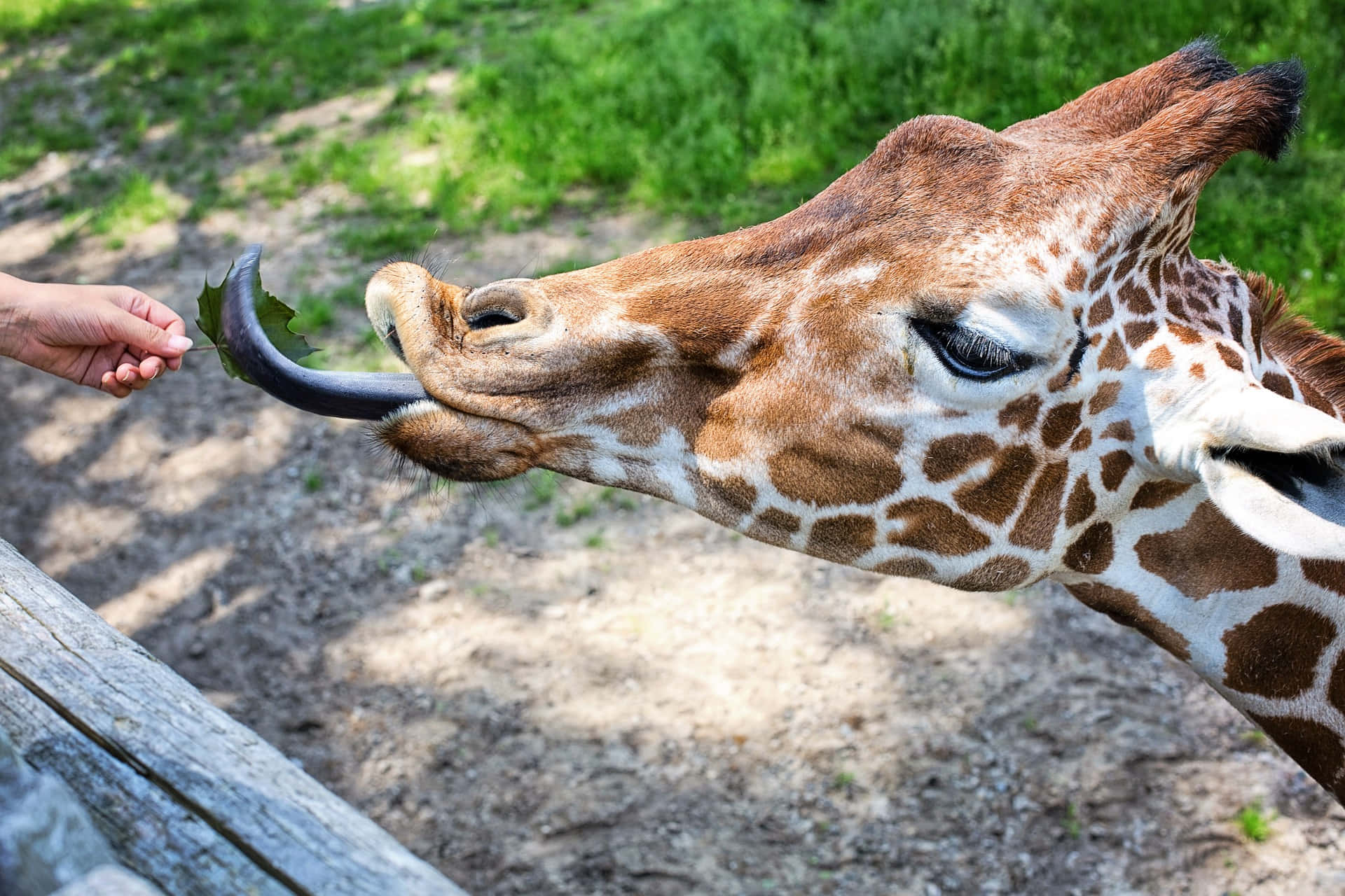 長頸鹿在動物園圍欄內從人的手中吃葉子。