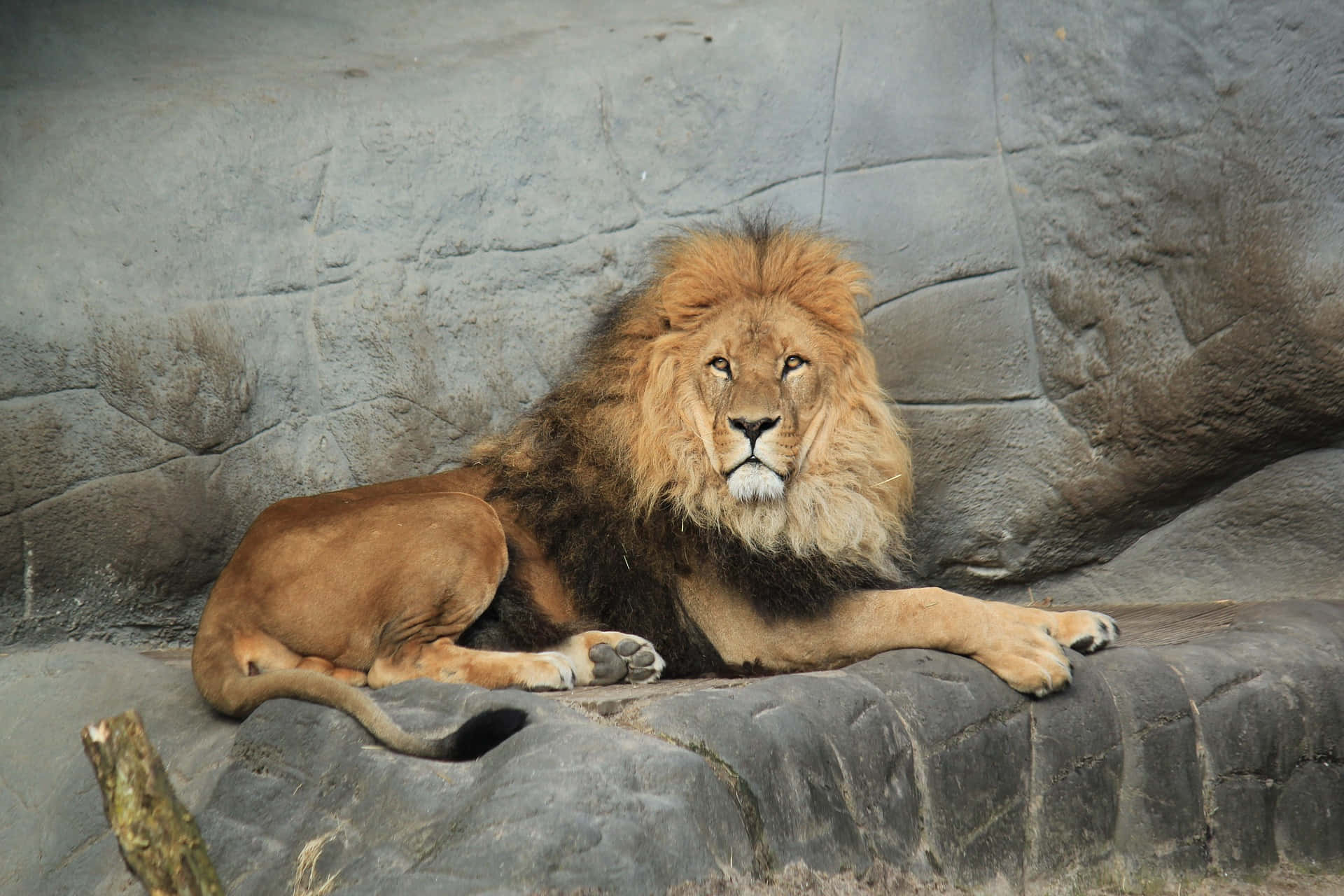 一頭擁有濃密鬃毛的雄獅在動物園的石台上休息。