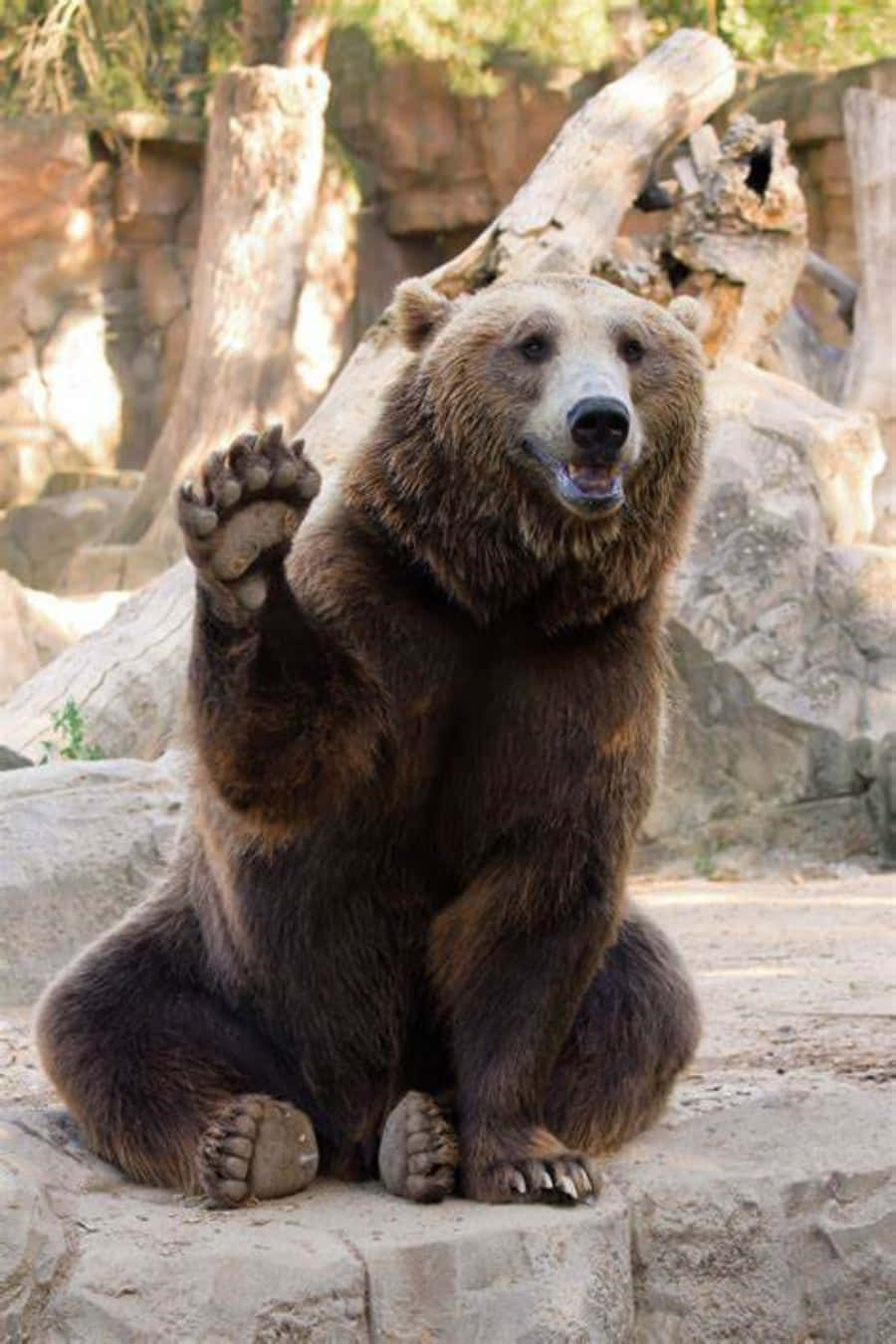 動物園愉快的一天！ 壁紙 — 一隻棕熊直立在岩石上，在陽光照耀的圍欄內友善地揮動爪子。