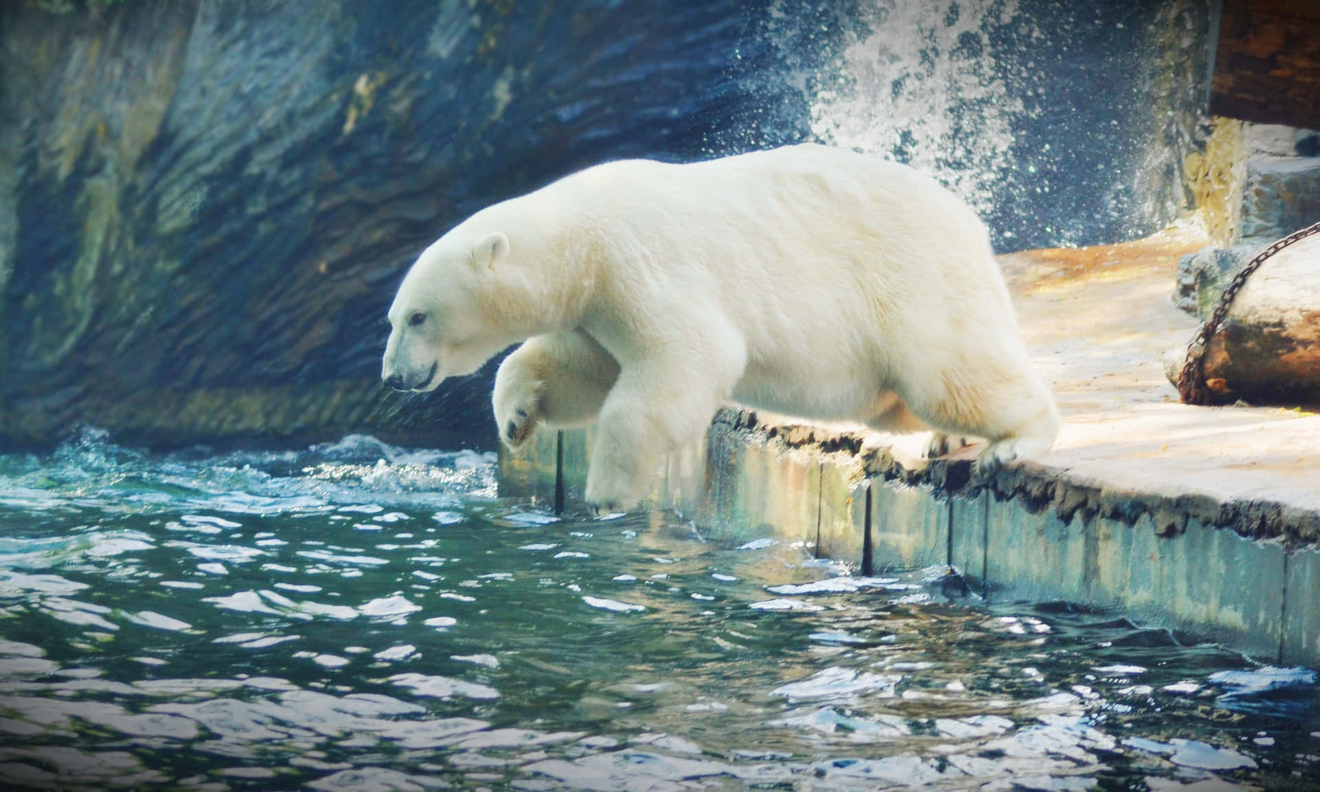 北極熊在動物園圍欄中從水中走出
