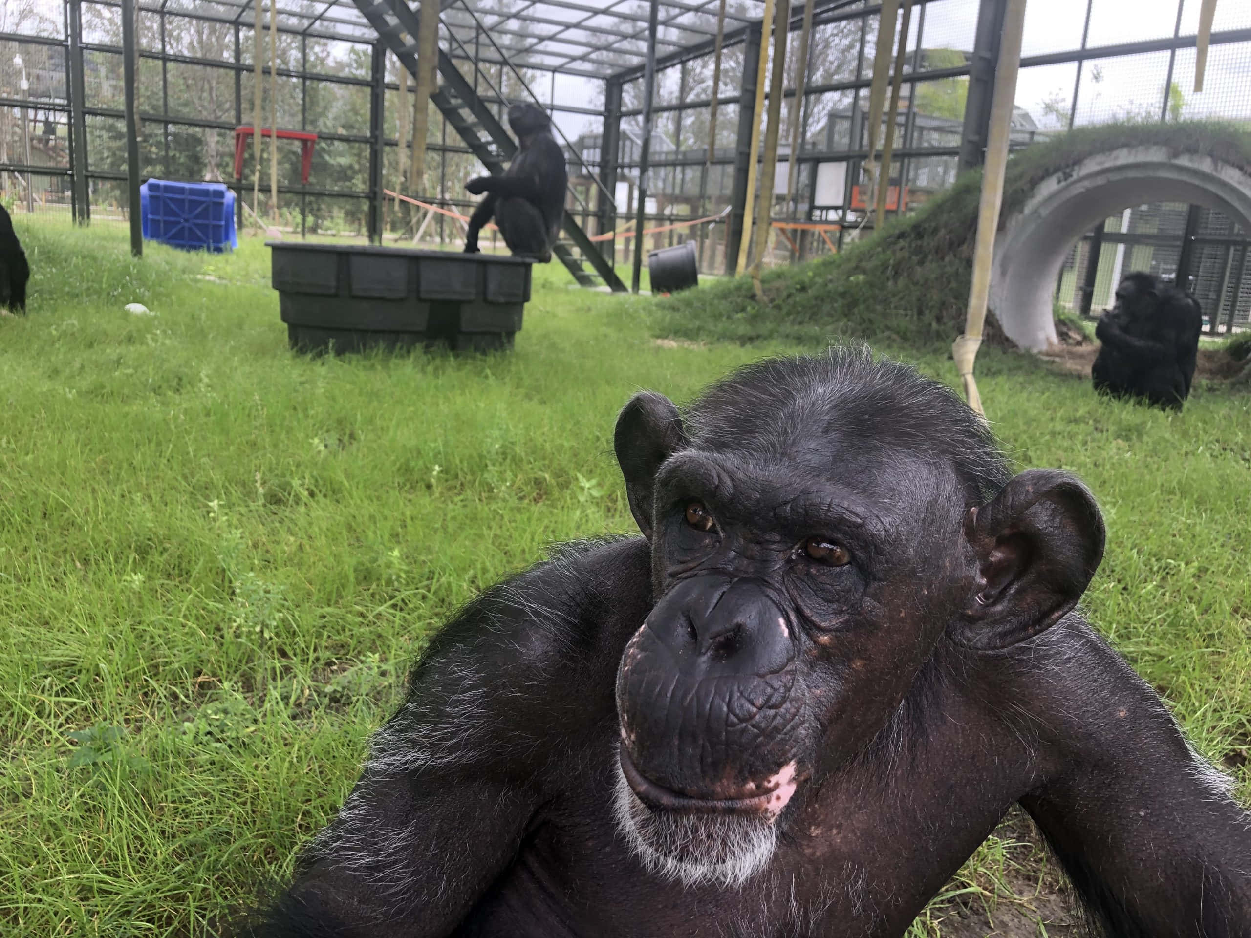 動物園籠中猿猴圖像 壁紙 — 一隻面部有白色毛髮的黑猩猩特寫，躺在草地上的圍欄內，背景有其他黑猩猩和建築物。