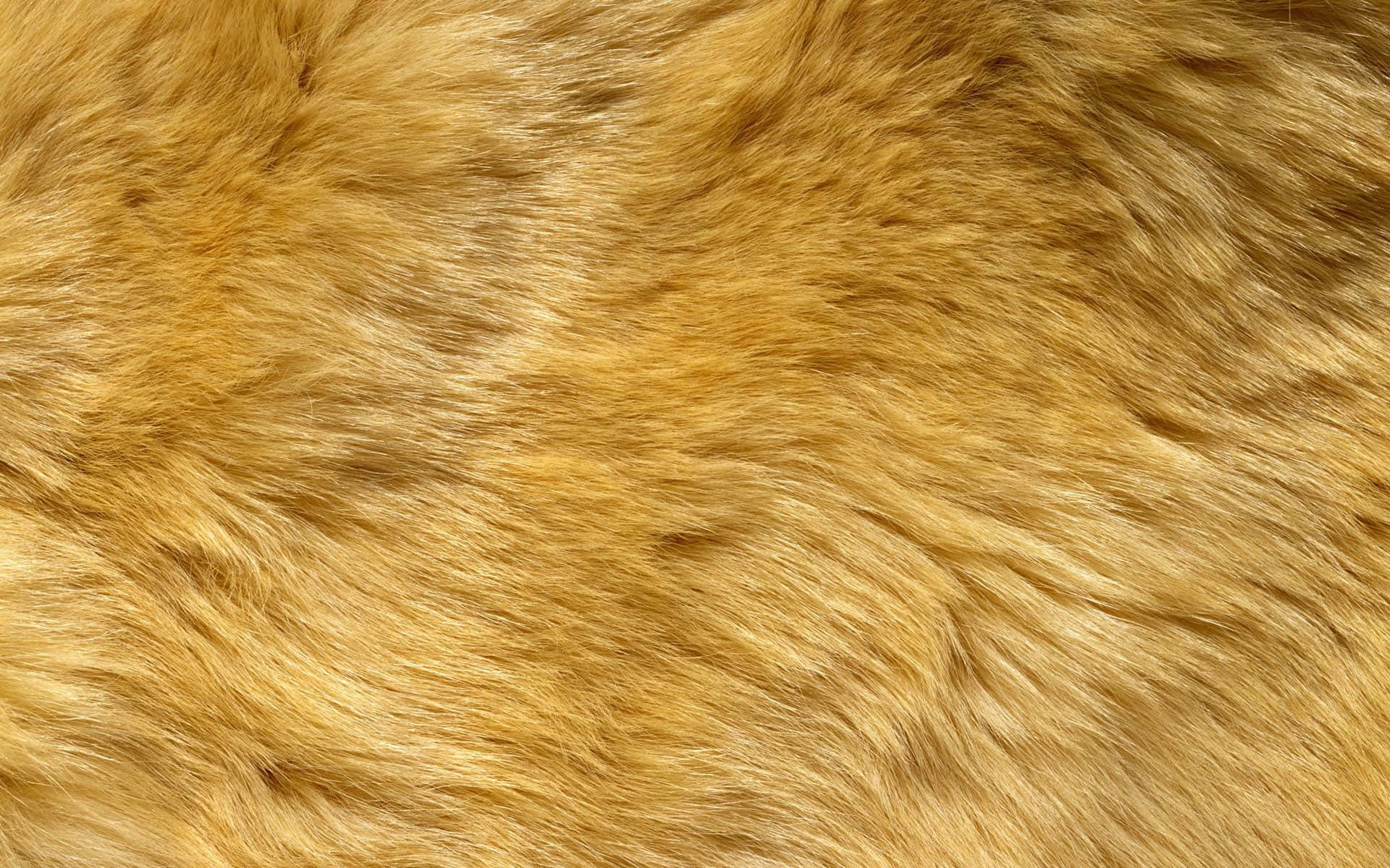 金棕色動物毛皮質感的近距離特寫。