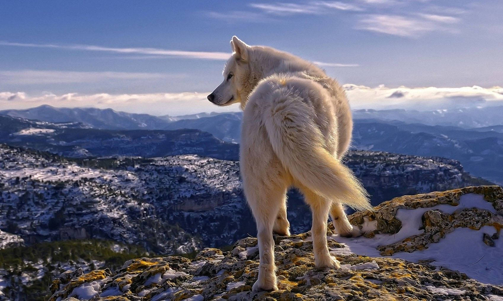動物星球山狼 壁紙 — 一隻白狼站在白雪覆蓋的懸崖上，俯瞰著晴朗藍天下廣闊的山脈。