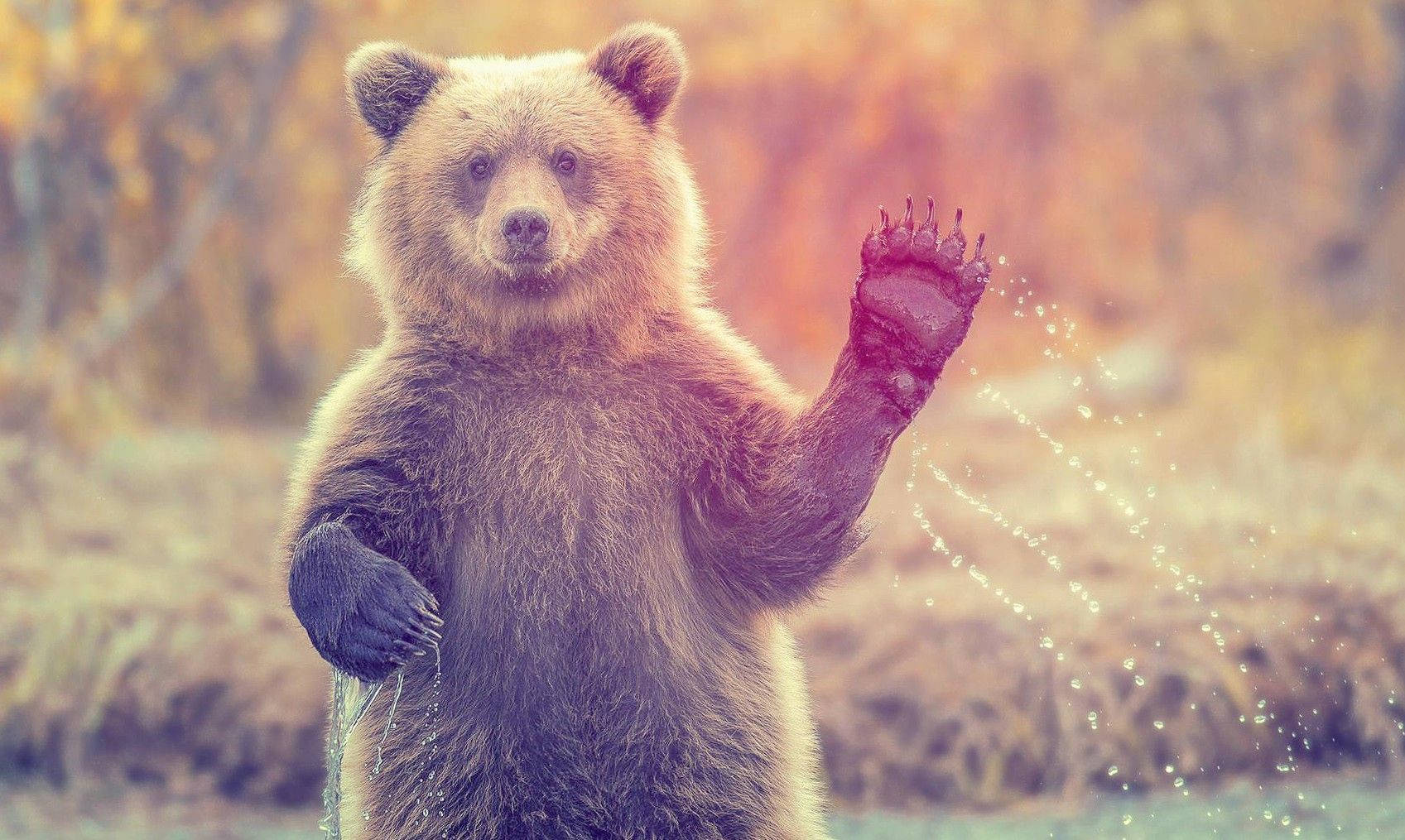 動物星球揮爪灰熊 壁紙 — 一隻棕熊直立站著，用一隻爪子潑水，背景是溫暖的秋日森林。
