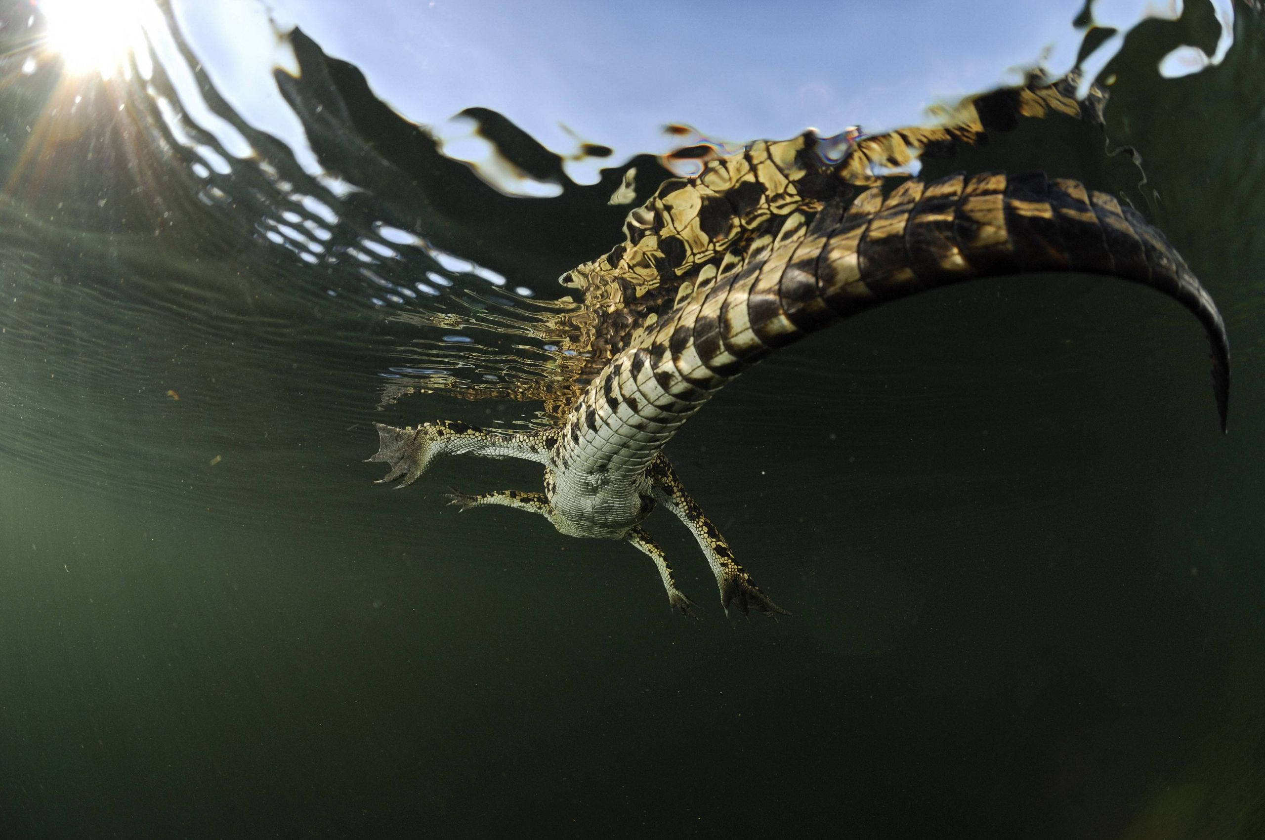 動物星球水下鱷魚 壁紙 — 一條鱷魚在水底游動，陽光從上方水面穿透下來。