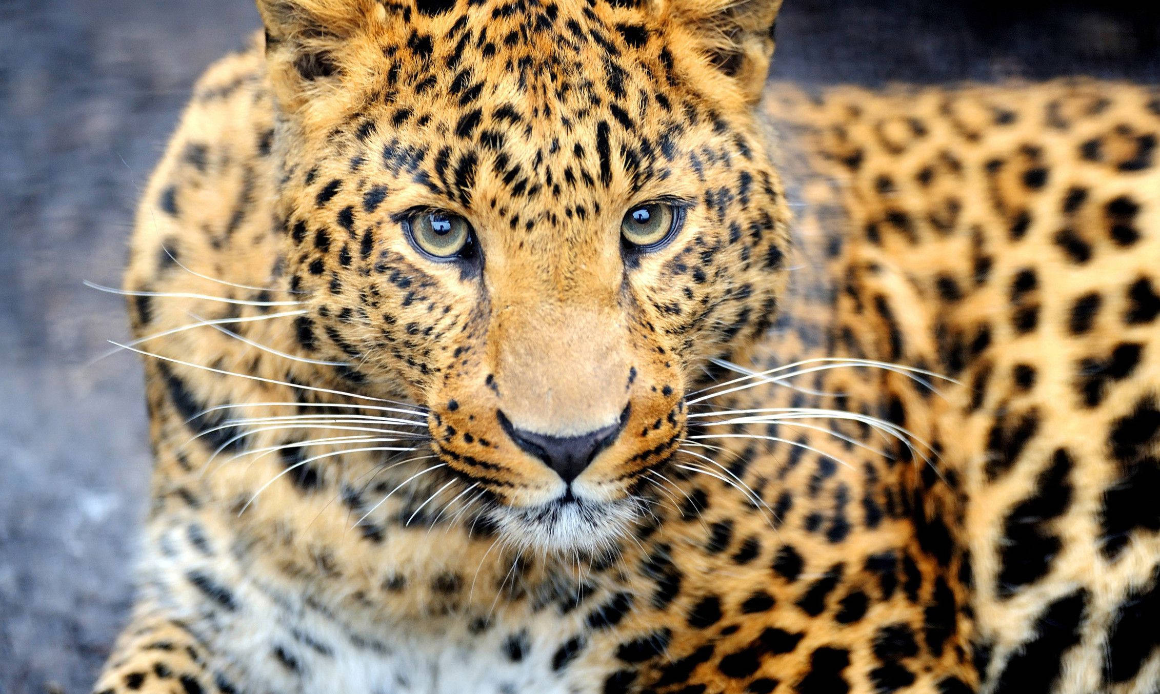 動物星球豹 壁紙 — 金錢豹嘅特寫，金色眼睛同斑點毛皮，背景係模糊嘅灰色。