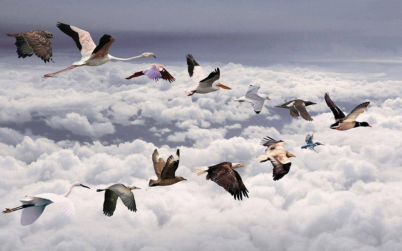 動物星球飛翔鳥群 壁紙 — 一群多樣化的鳥兒在柔和的灰色天空下，優雅地翱翔於廣闊的蓬鬆白雲之上。